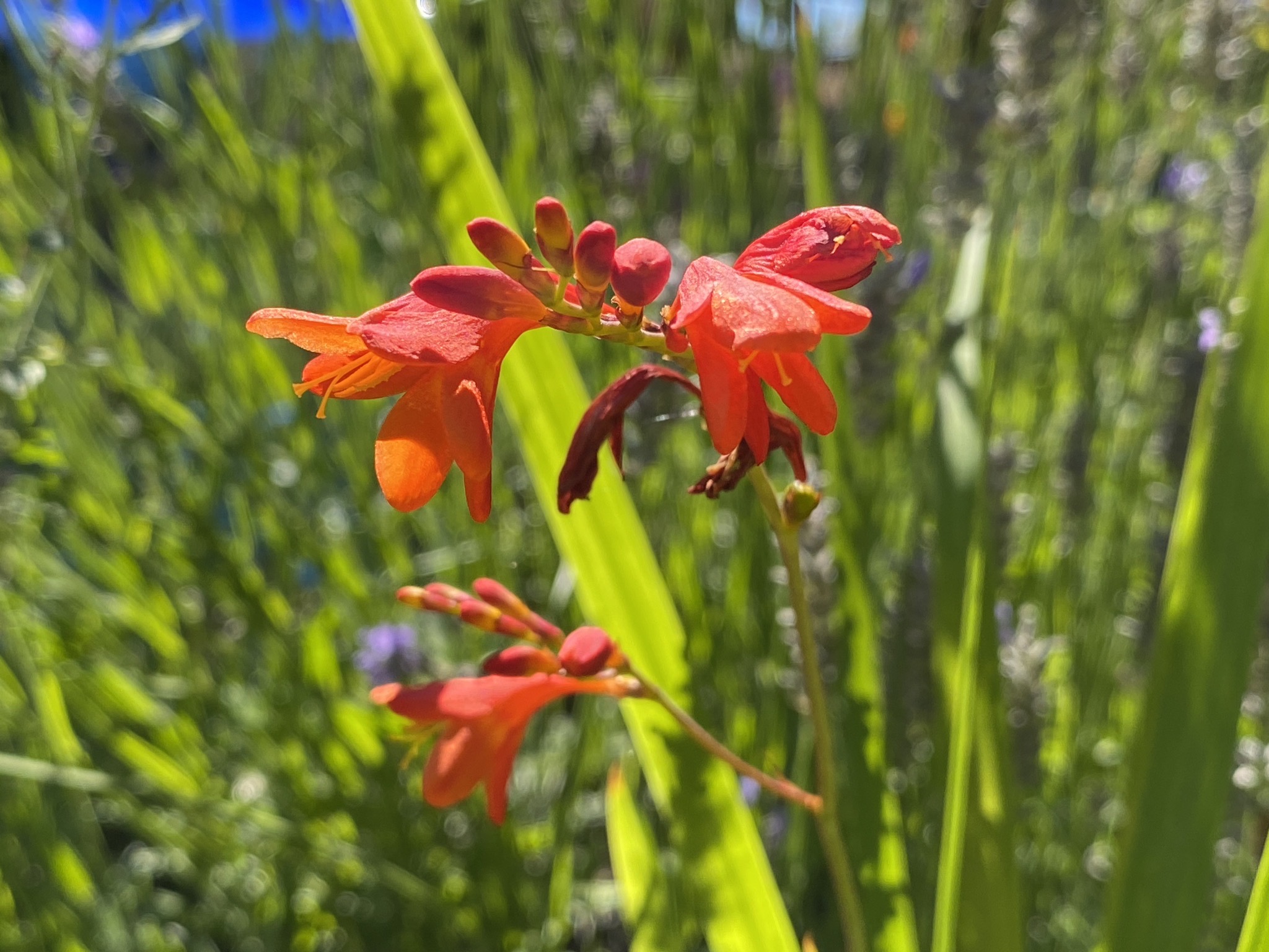 Crocosmia