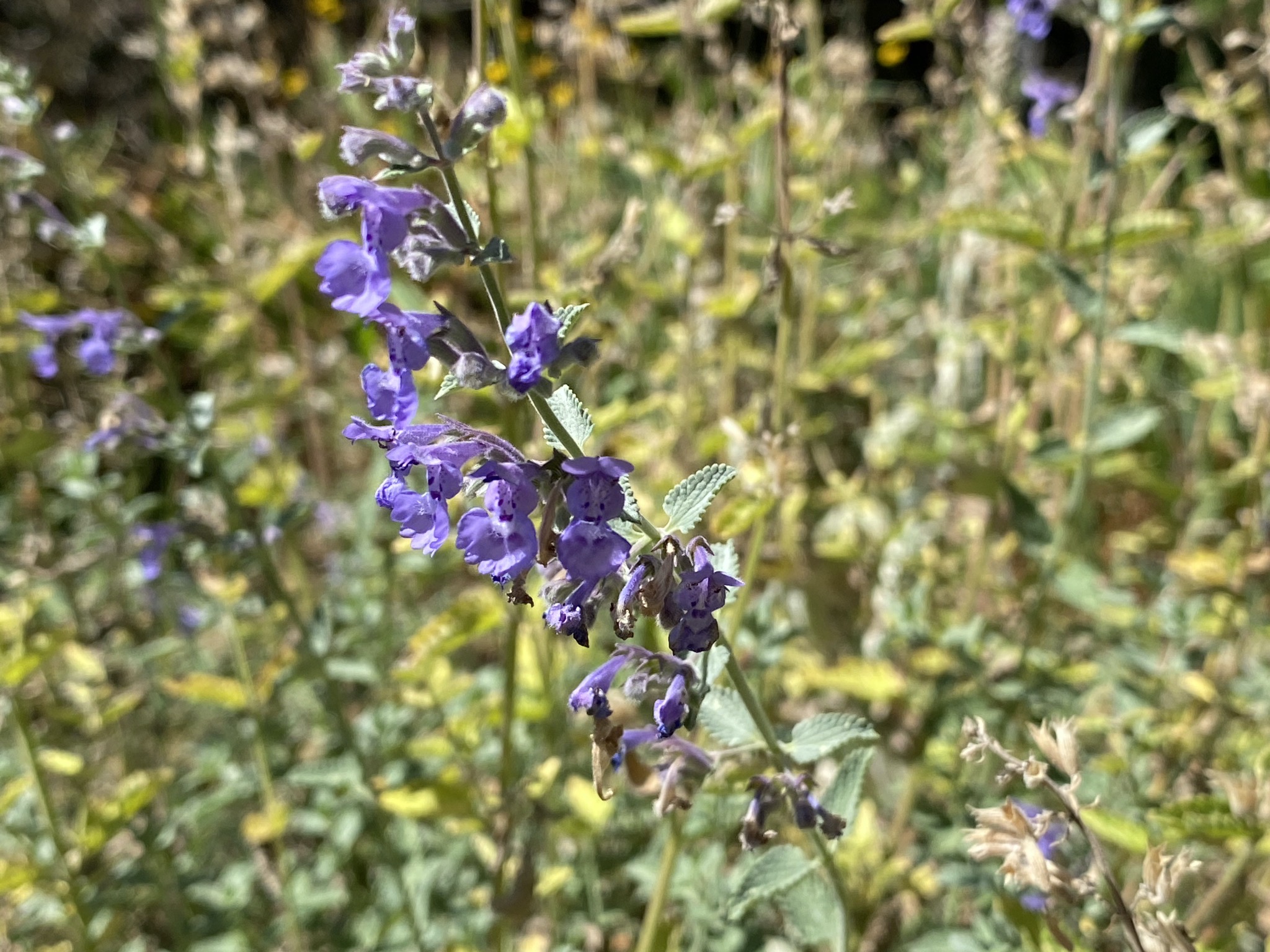 Catmint