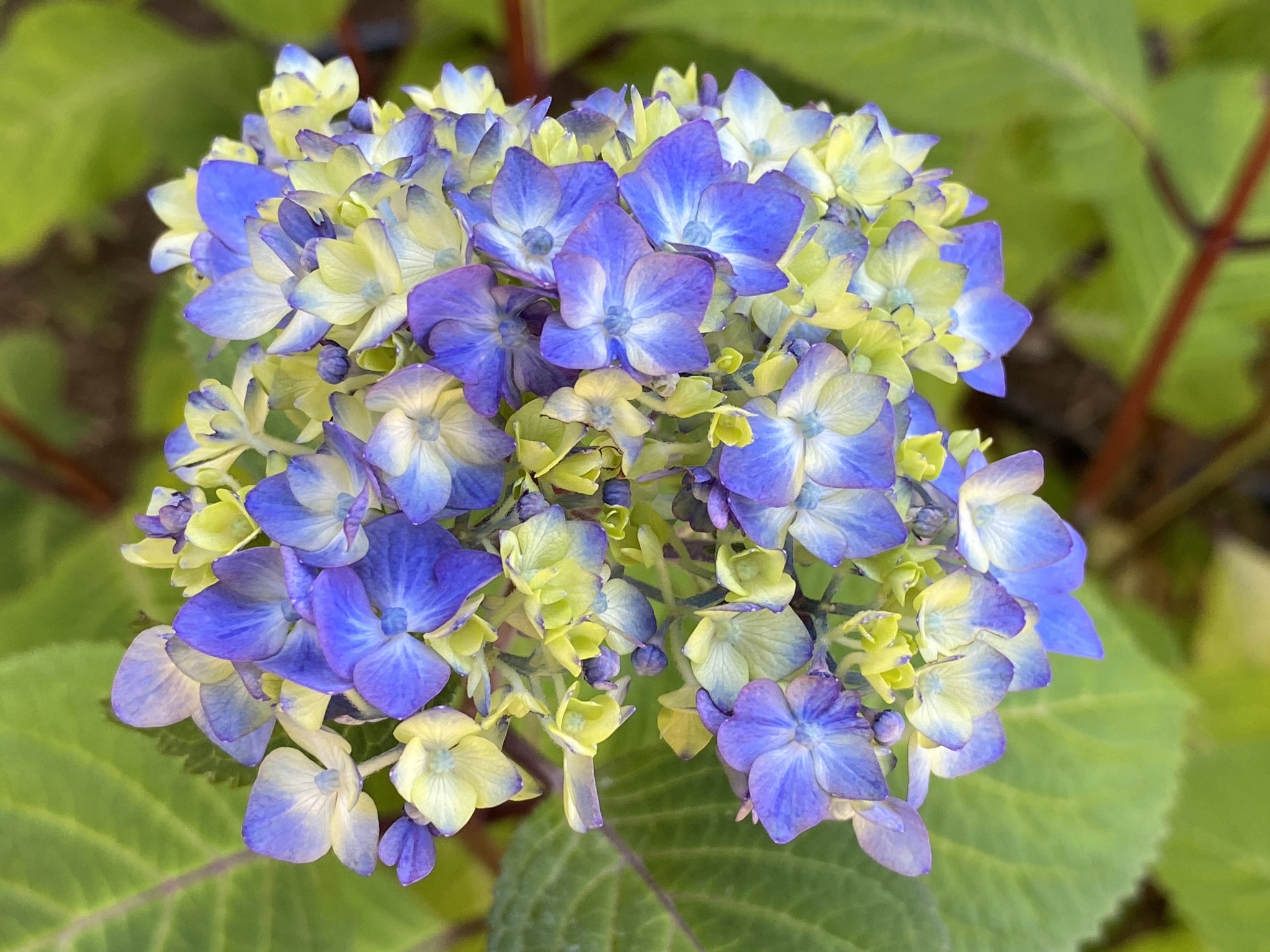 Hydrangea