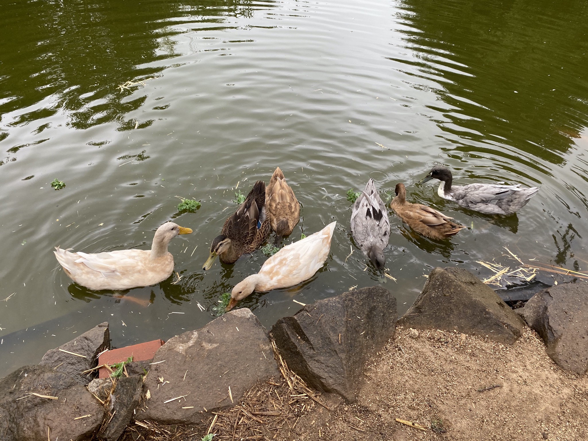 Ducks