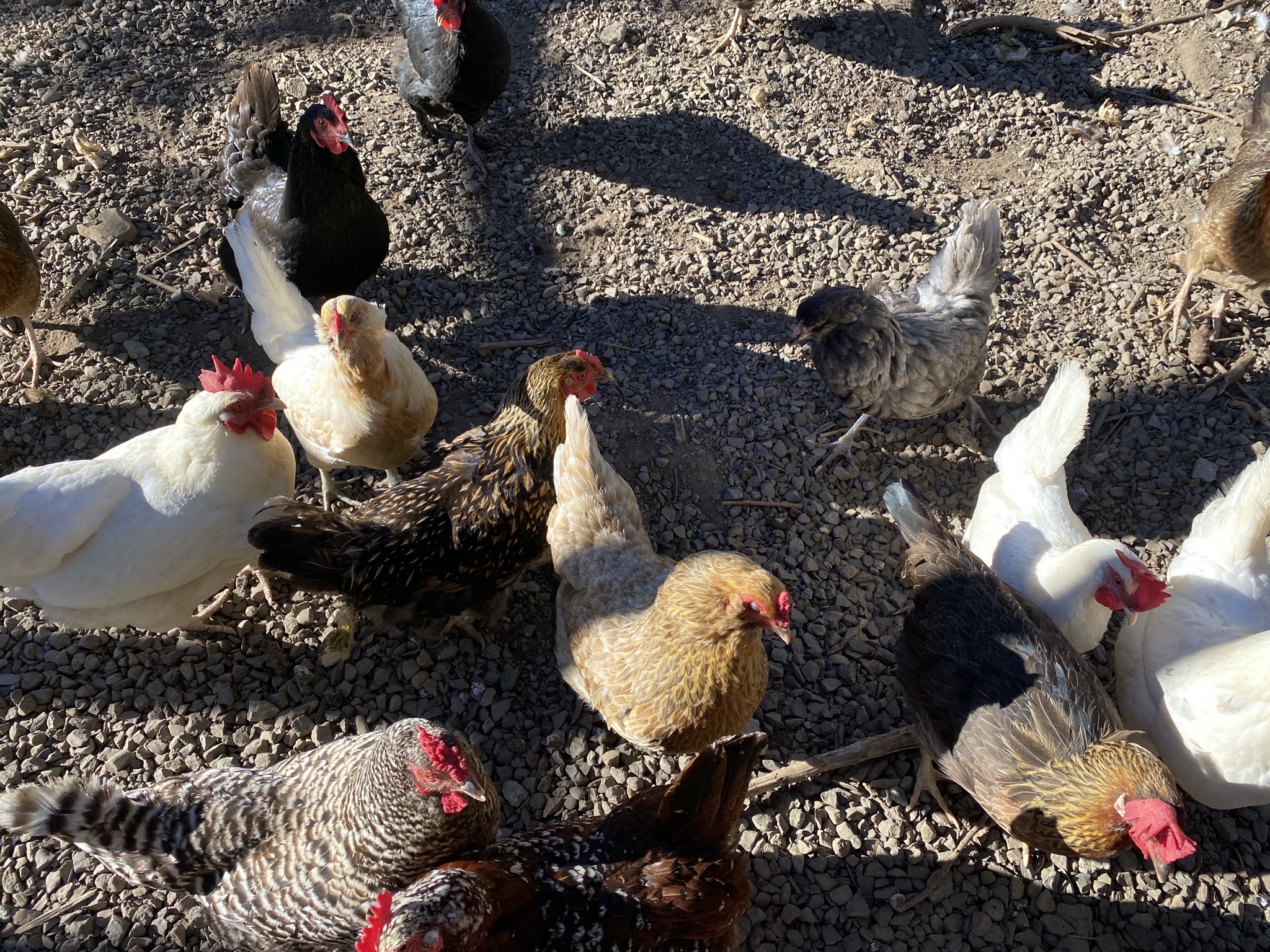 Chickens