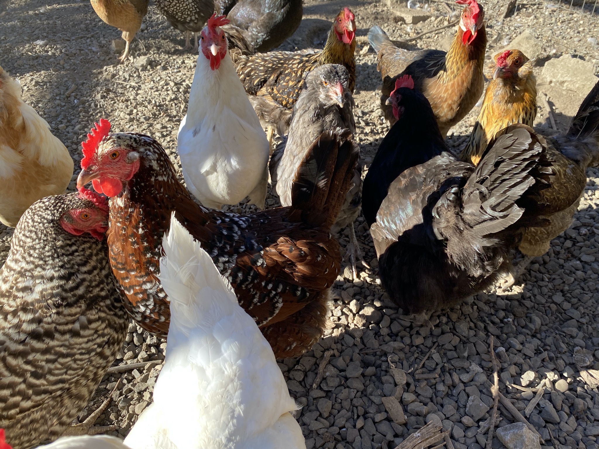 Chickens