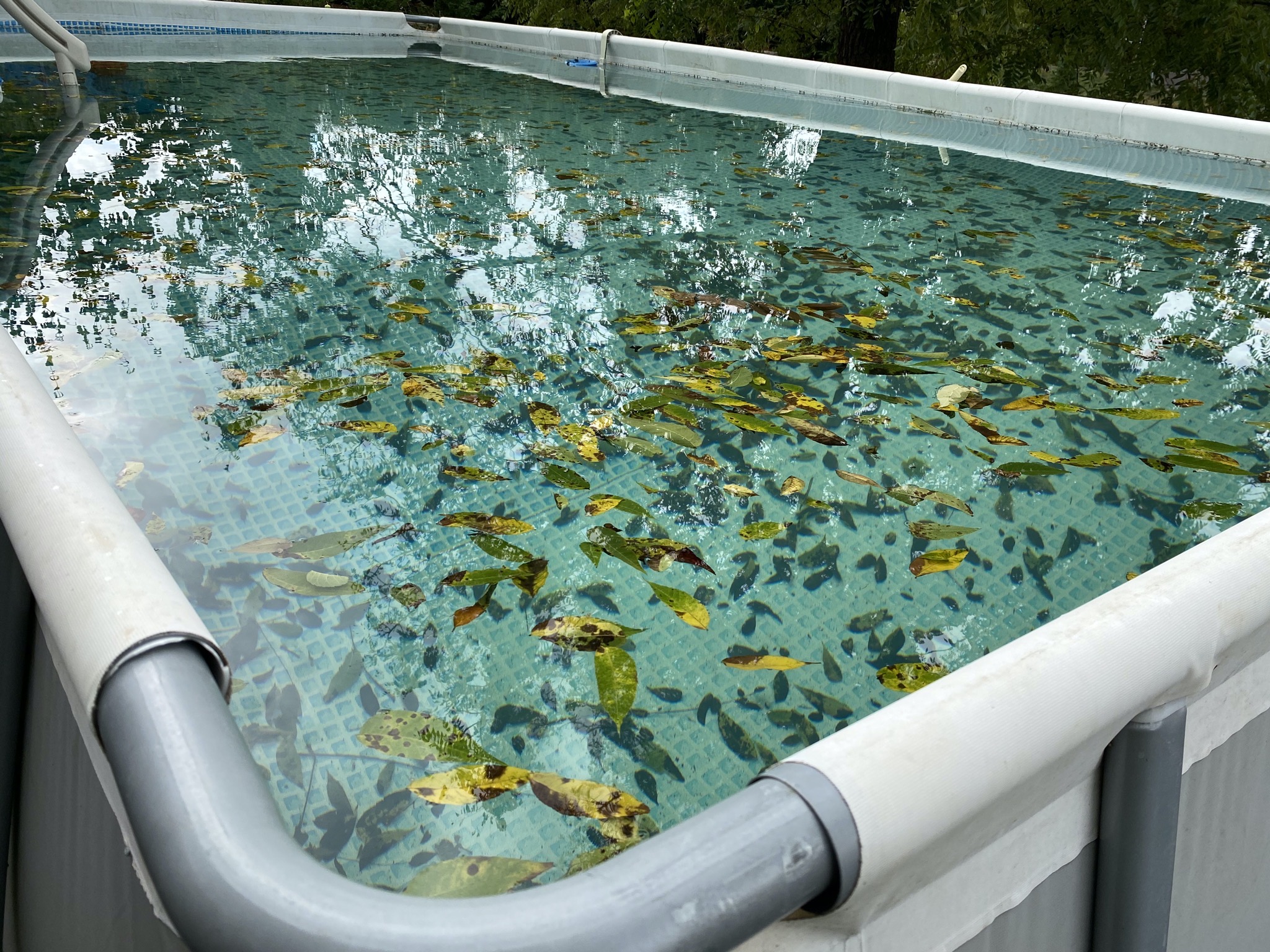 Swimming pool full of leaves