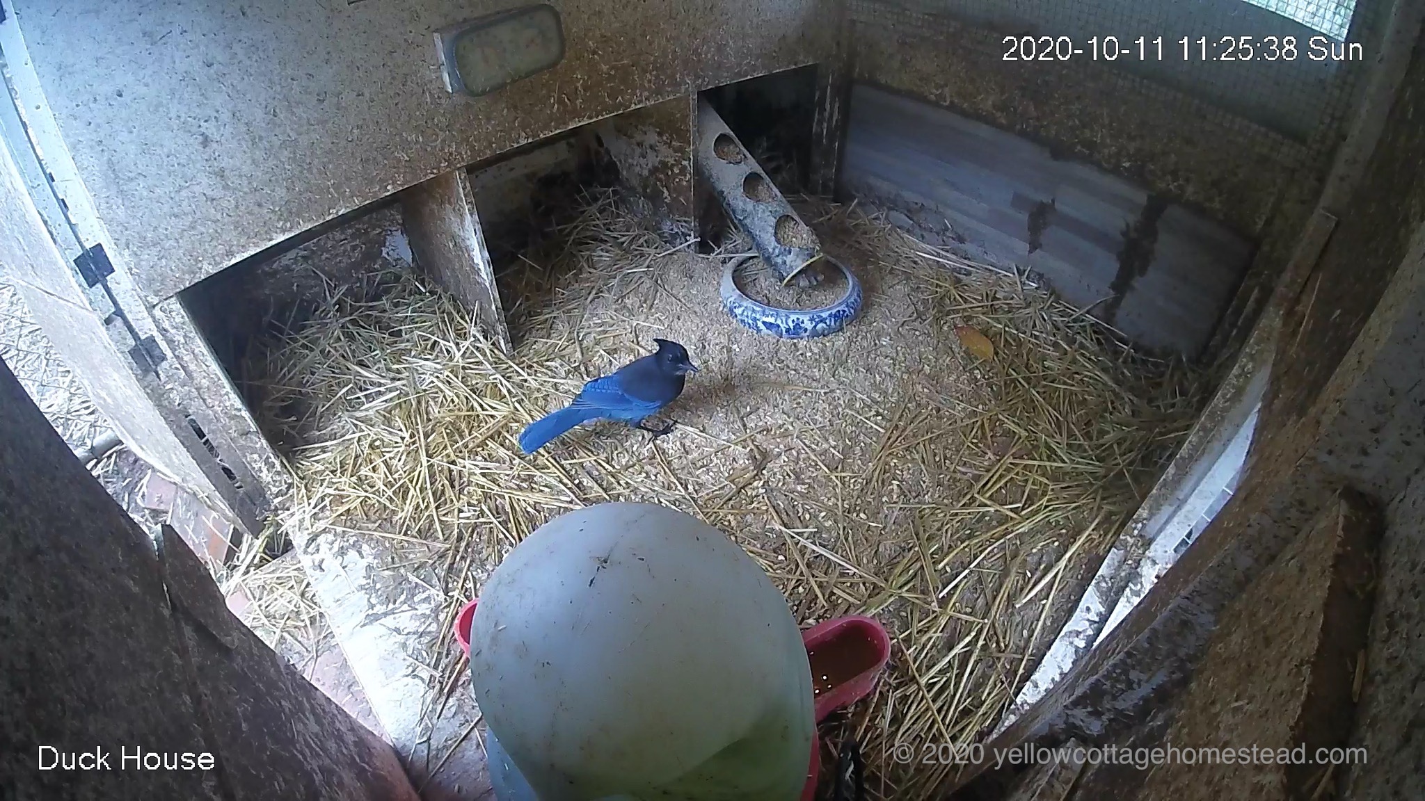 Steller's Jay in duck house