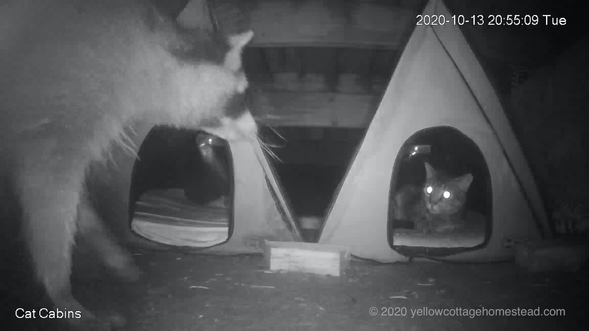 Raccoon and cat