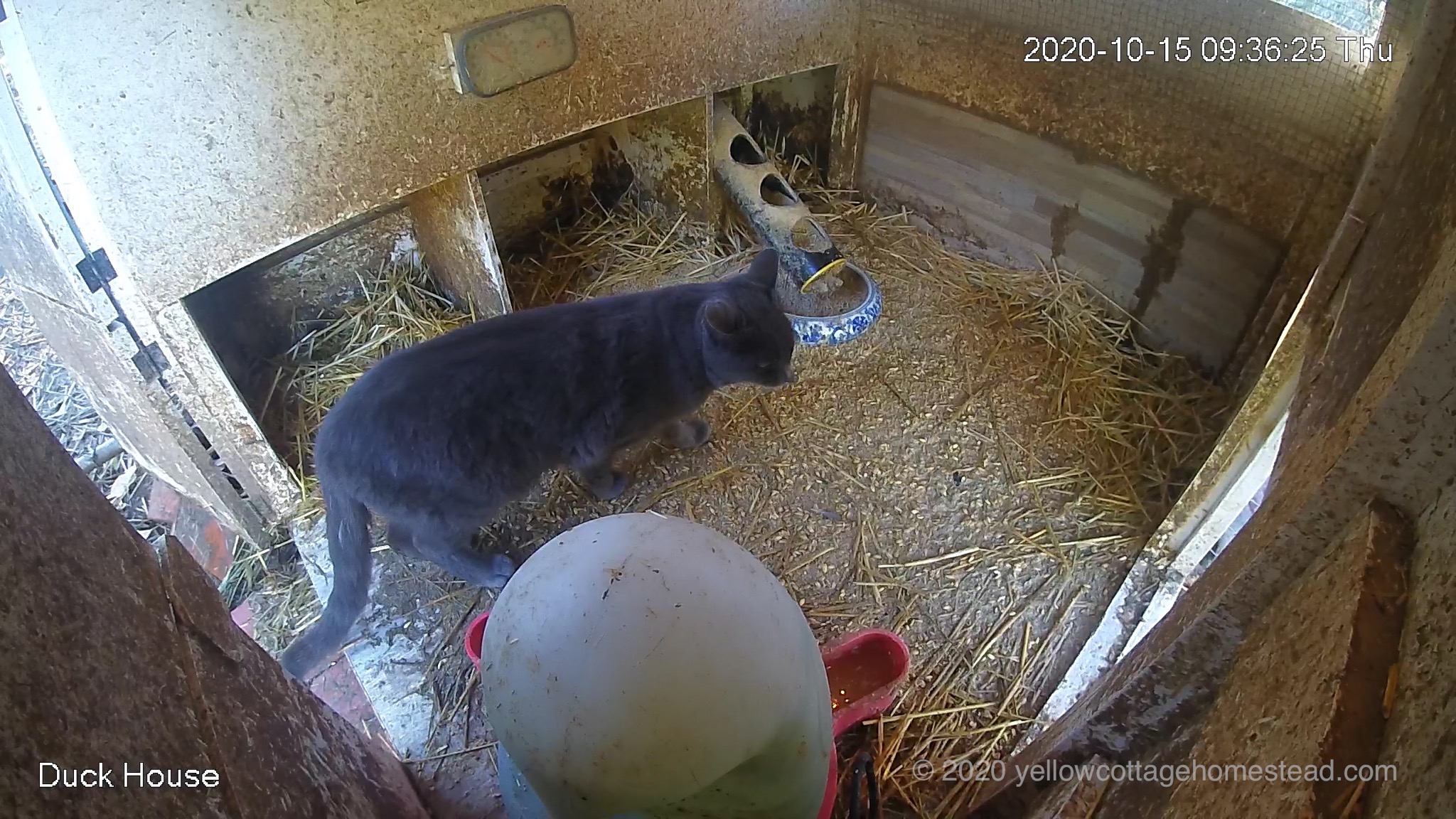 Cat in duck house