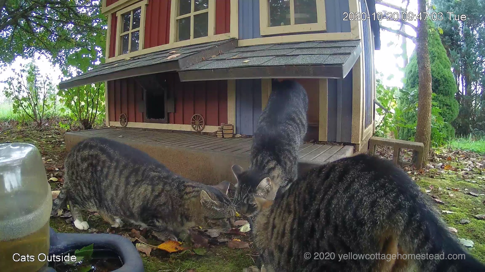 Three cats