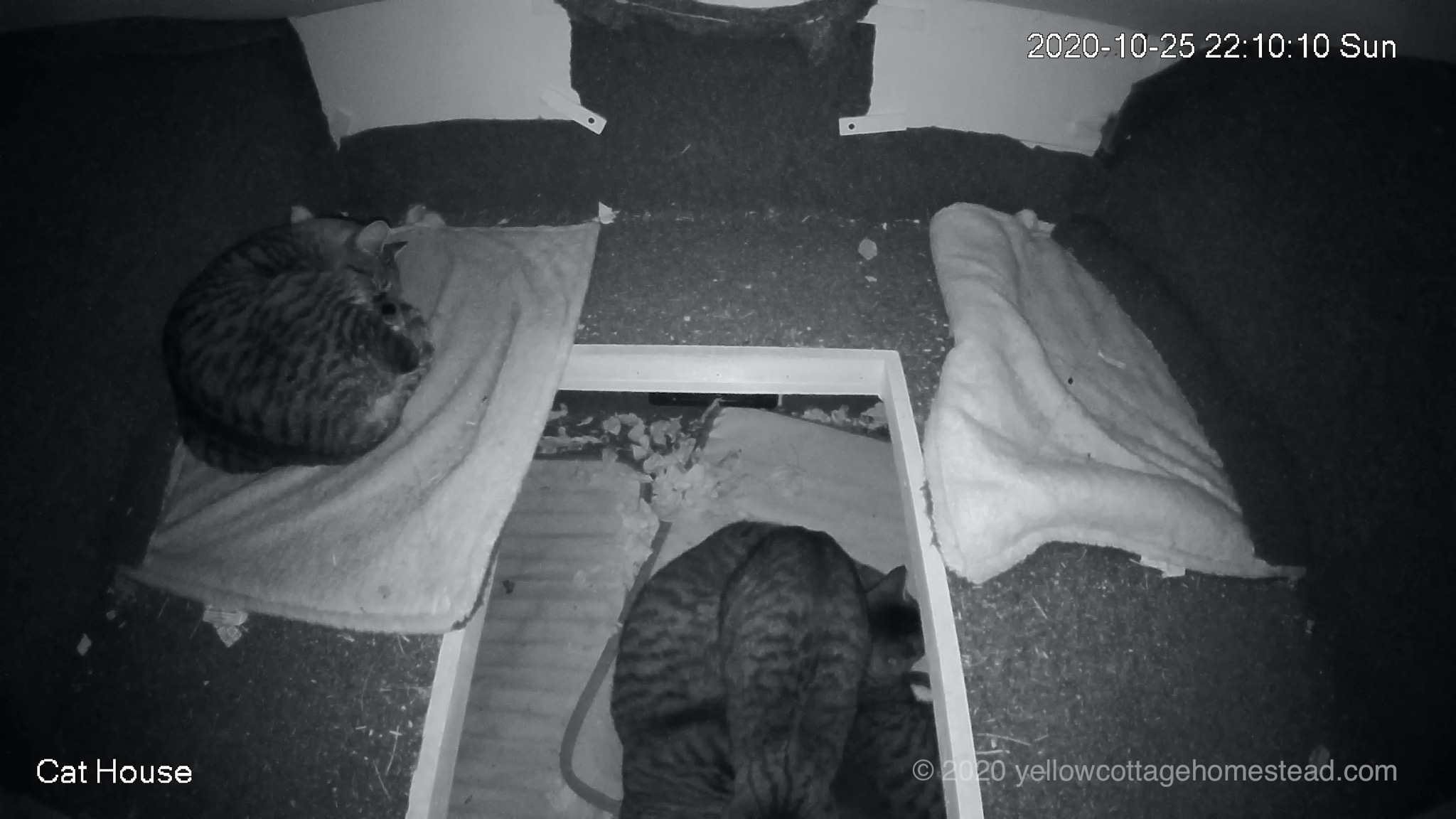 Four cats