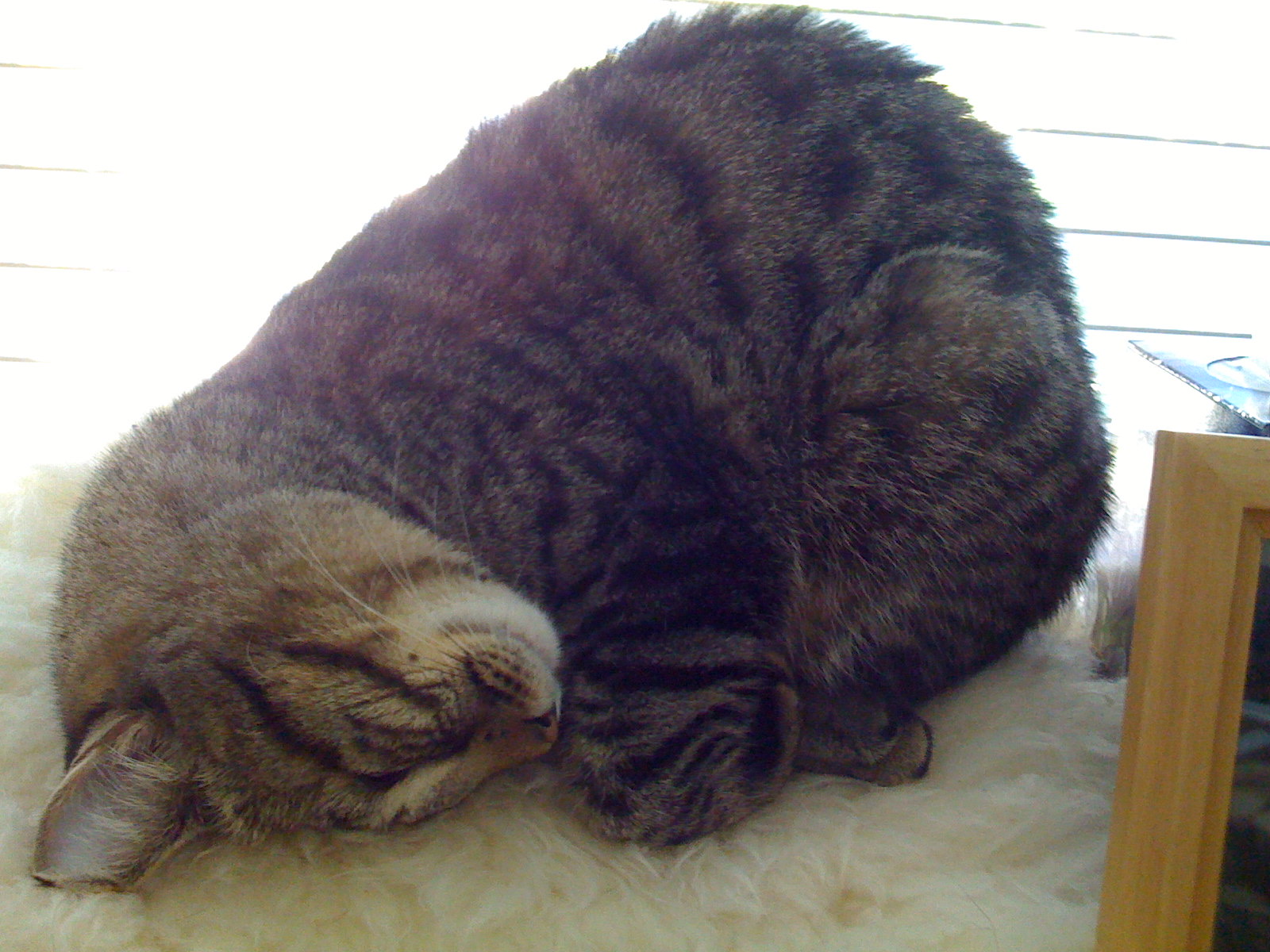 Pippin in September 2008