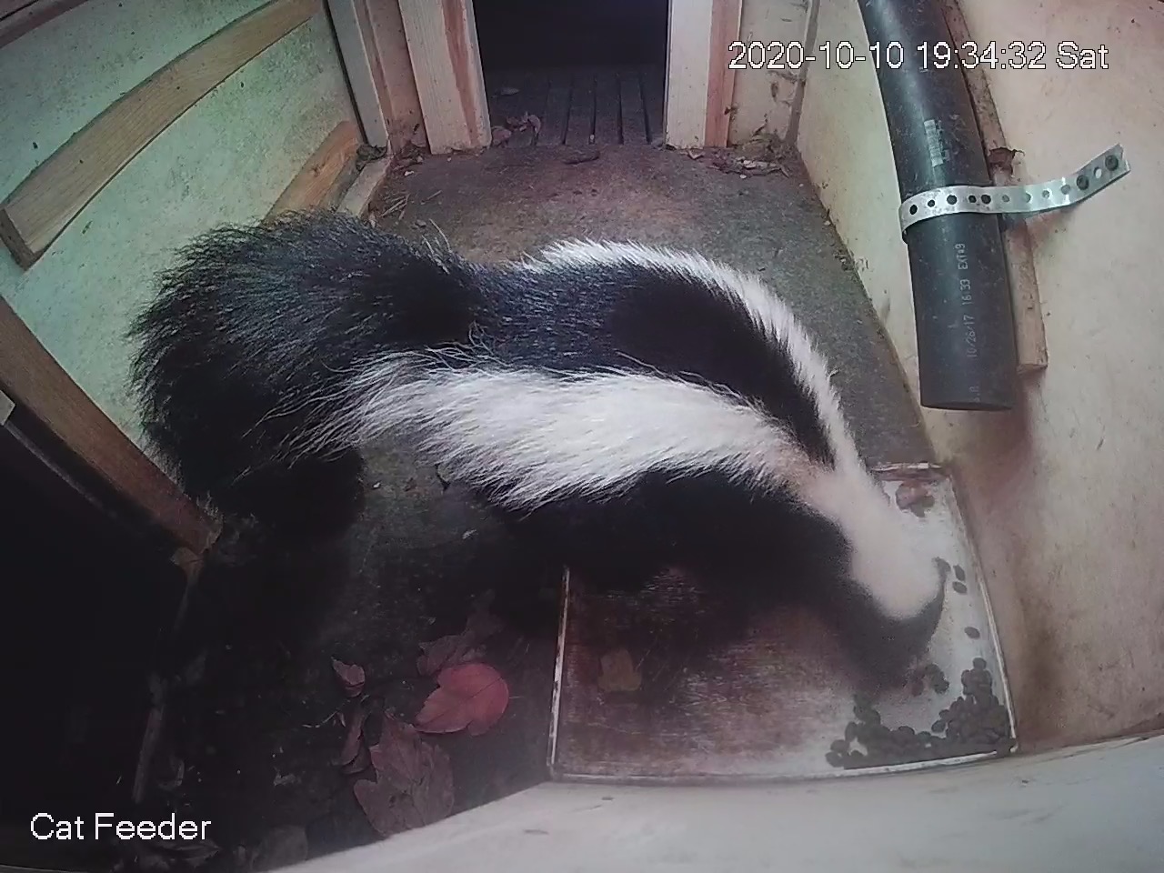 Skunk
