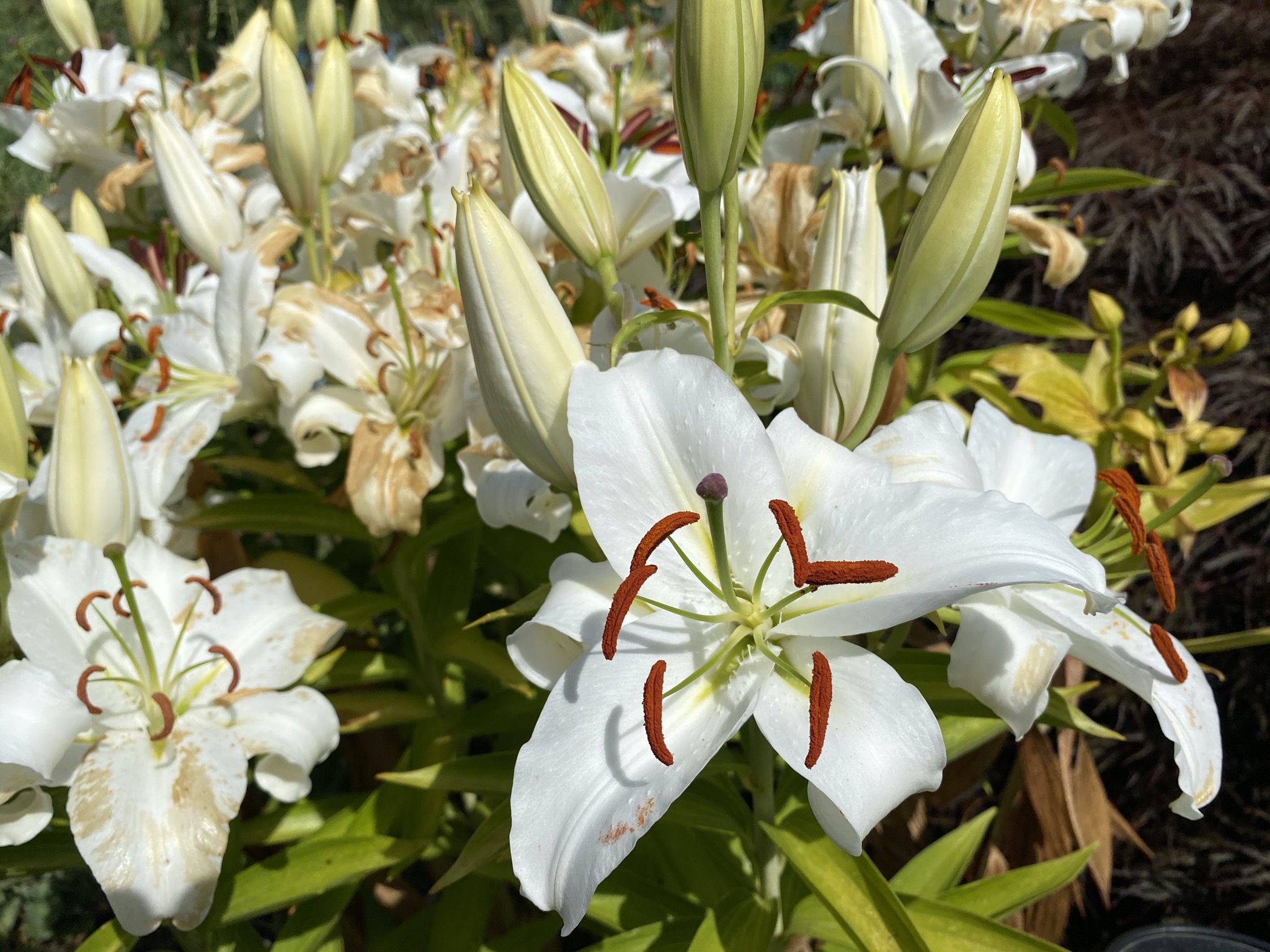 Casablanca lily