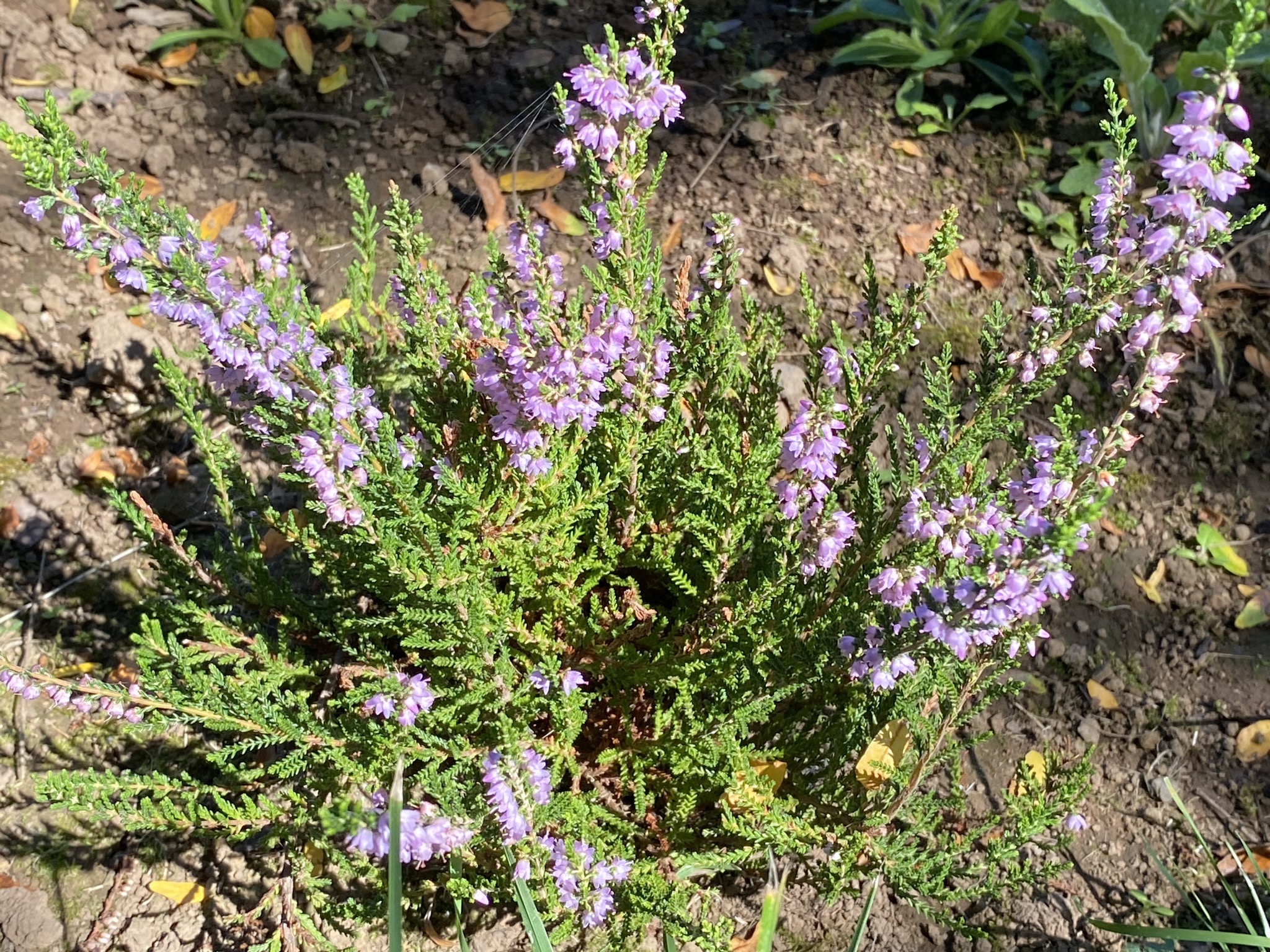 Heather