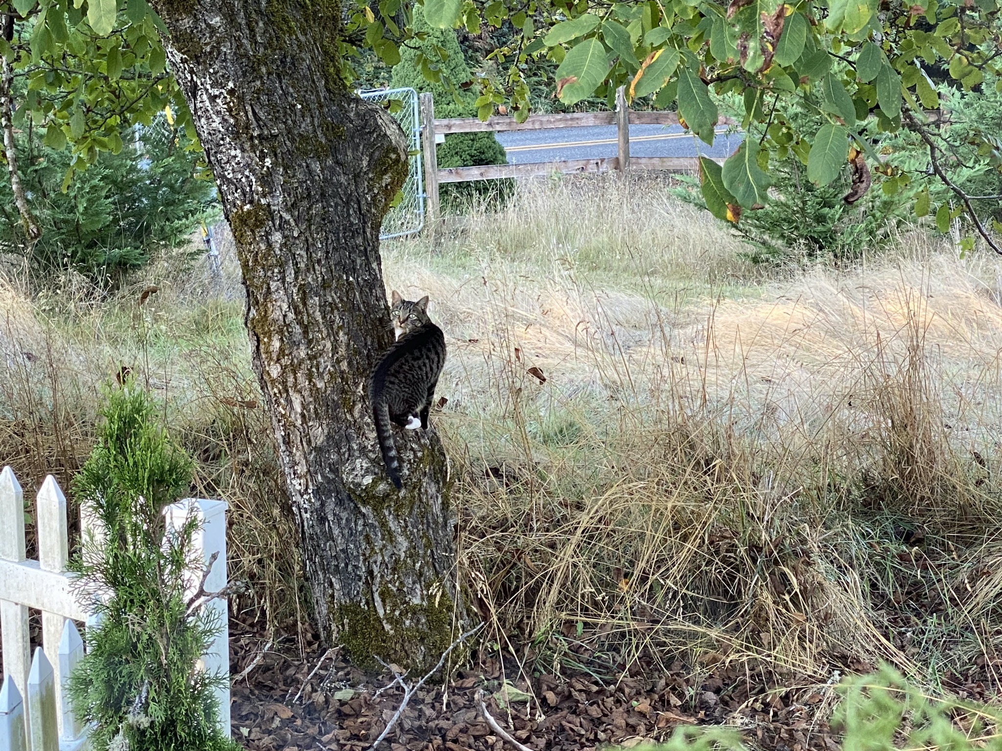 Porcini on a tree