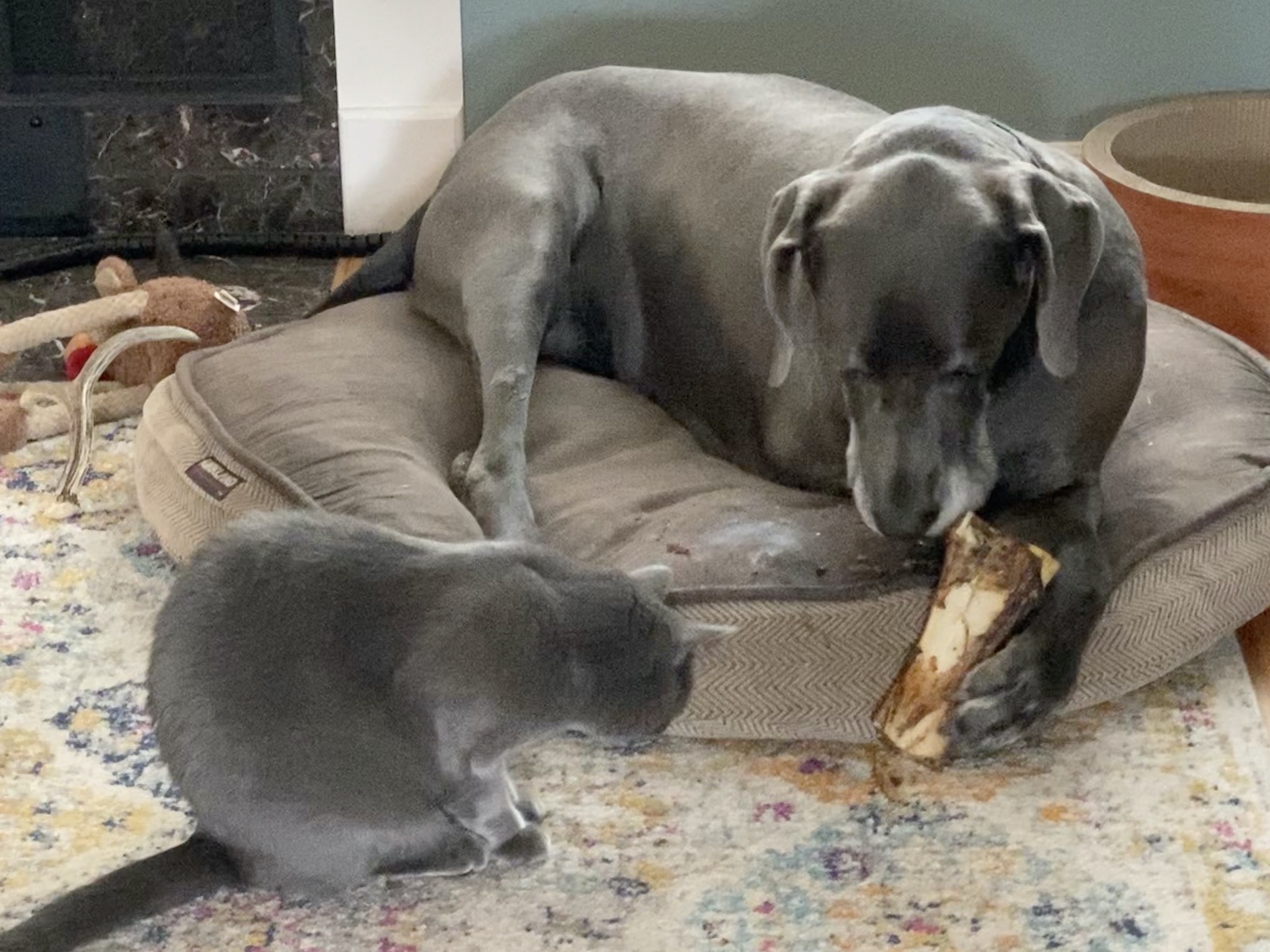 Paladin watching Rory with a bone
