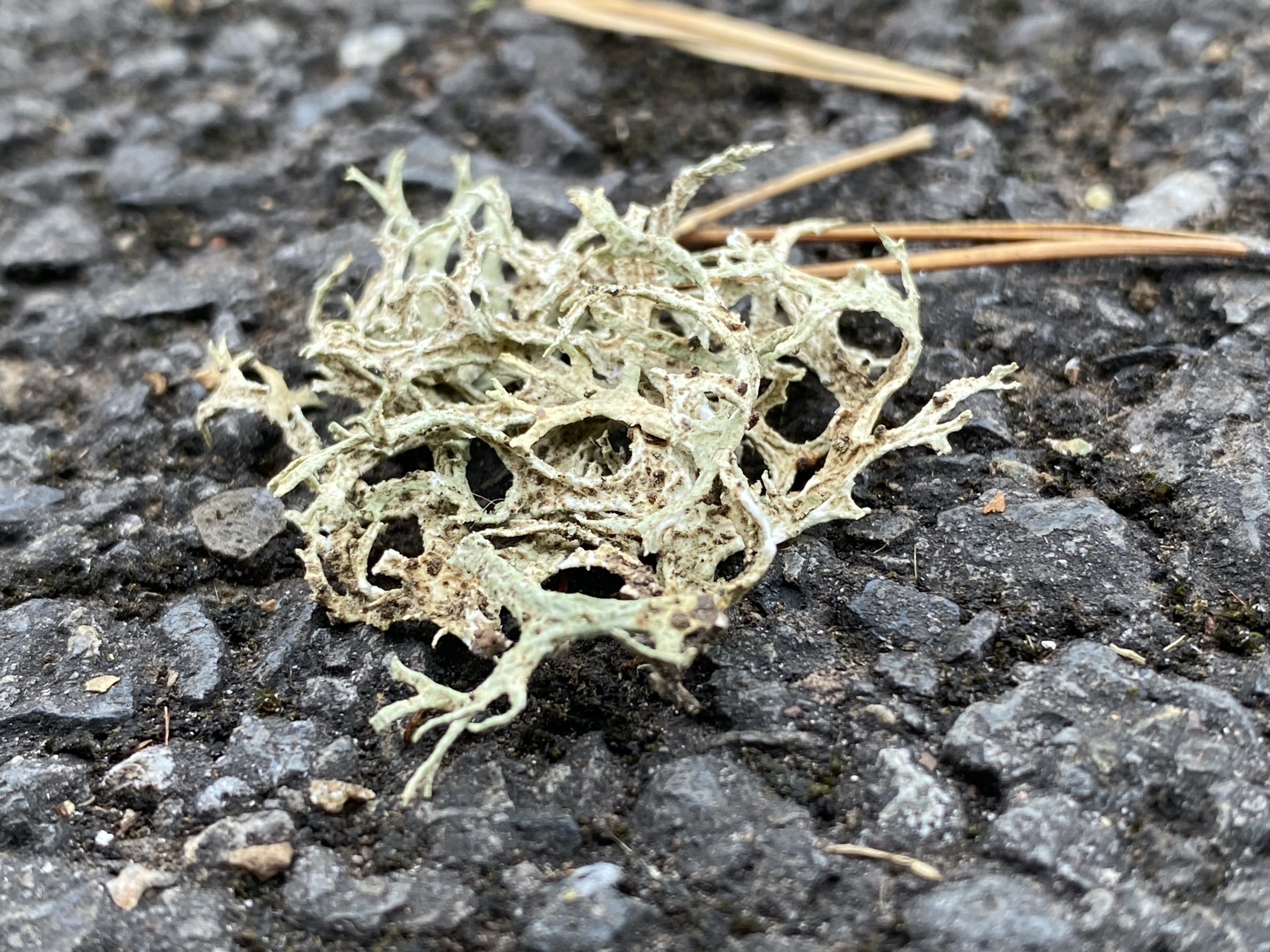 Mossy