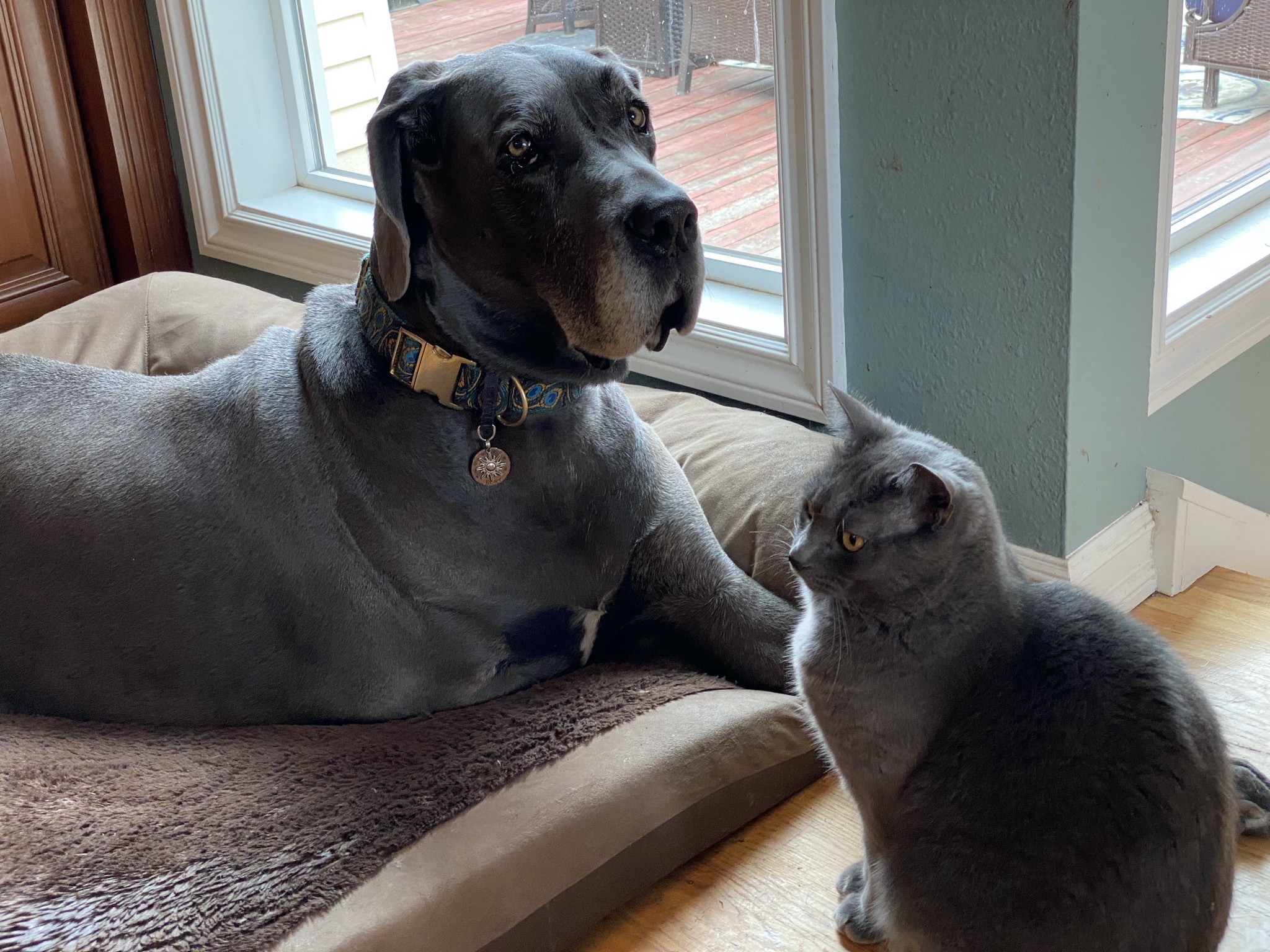 Rory and Paladin