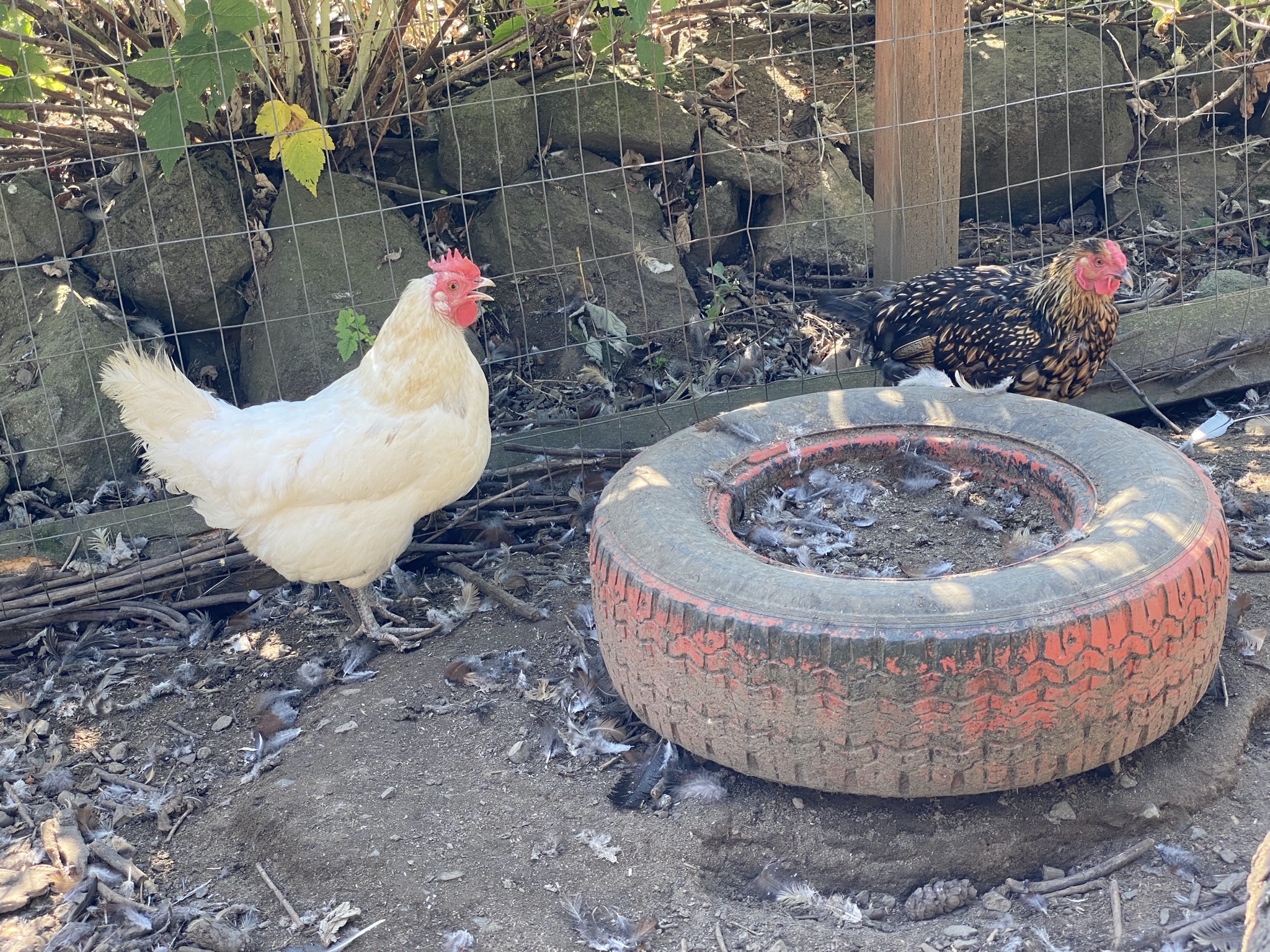 Chickens