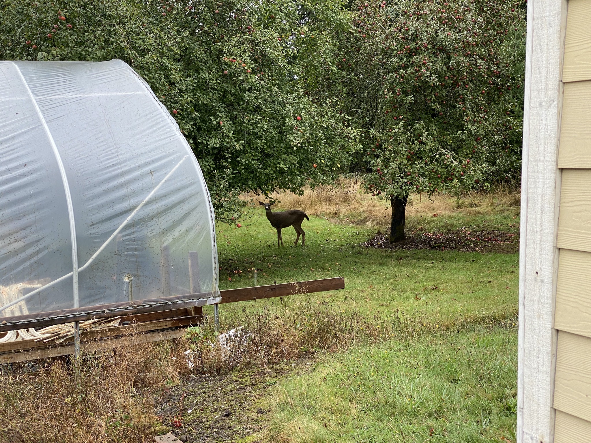 Deer below apple trees