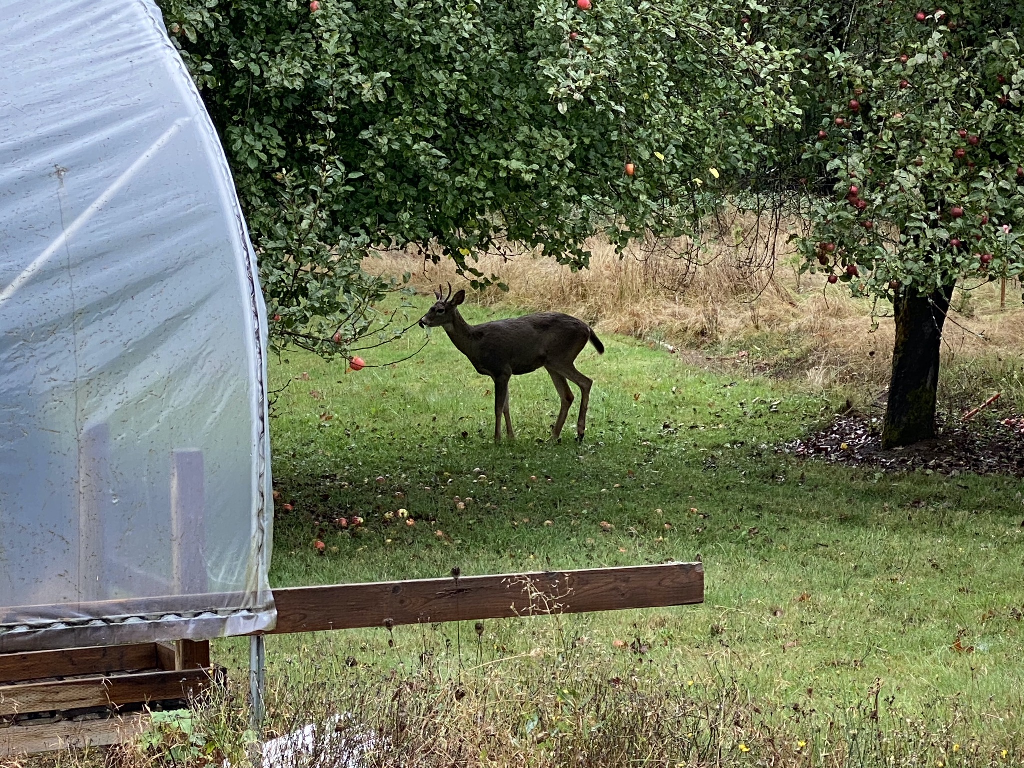 Deer below apple trees