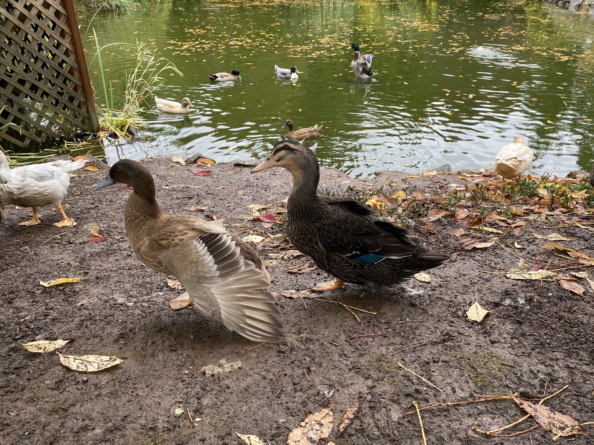 Ducks