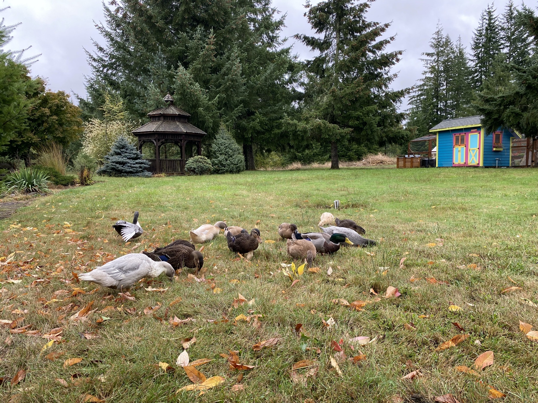 Ducks