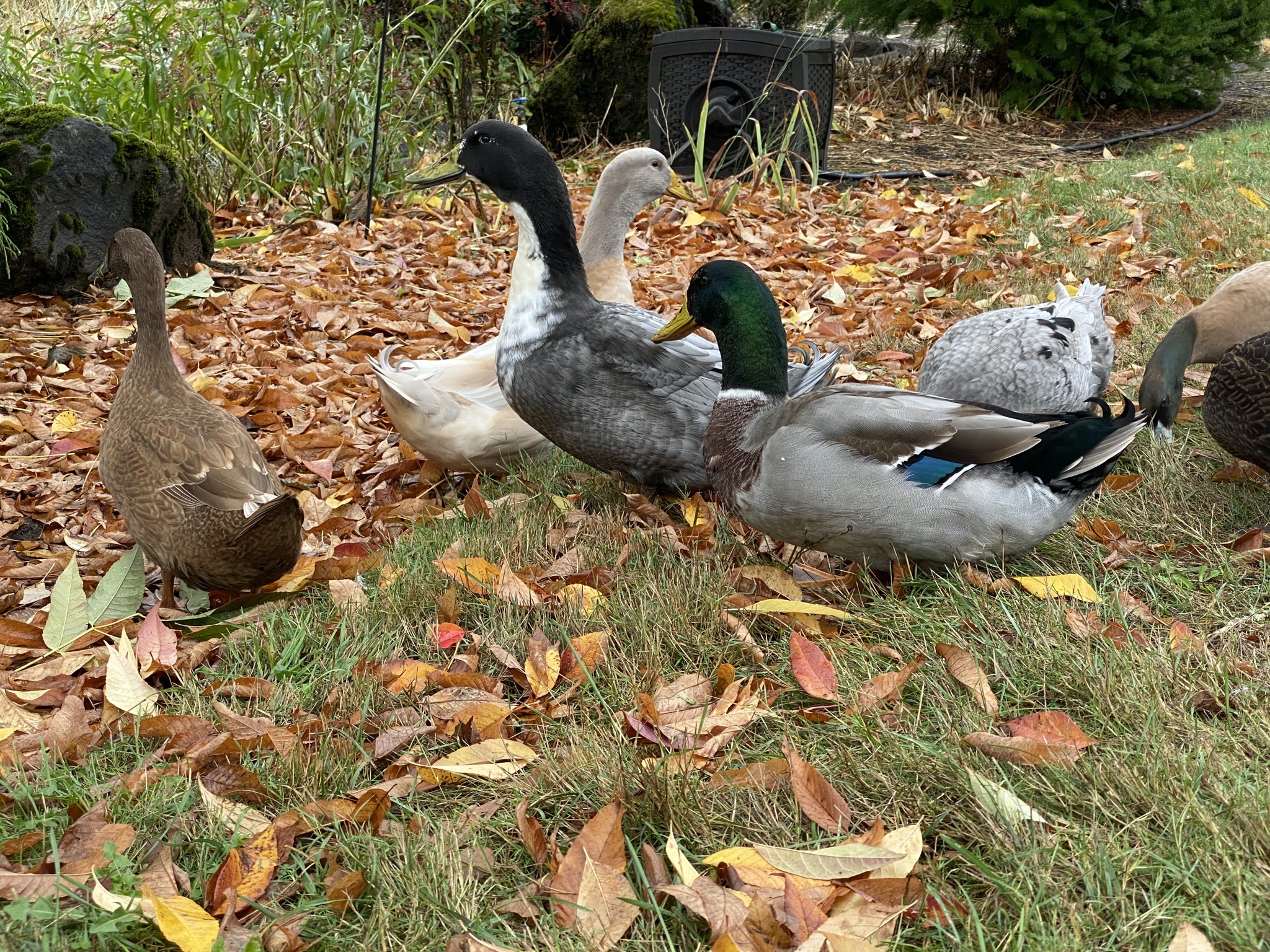 Ducks