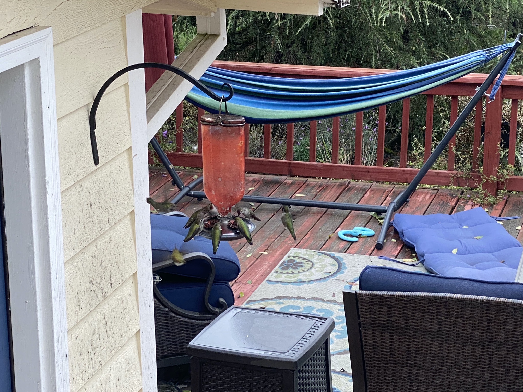 Hummingbirds