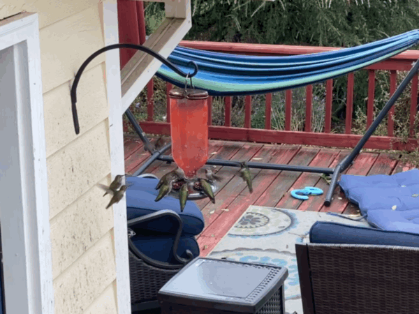 Popular hummingbird feeder