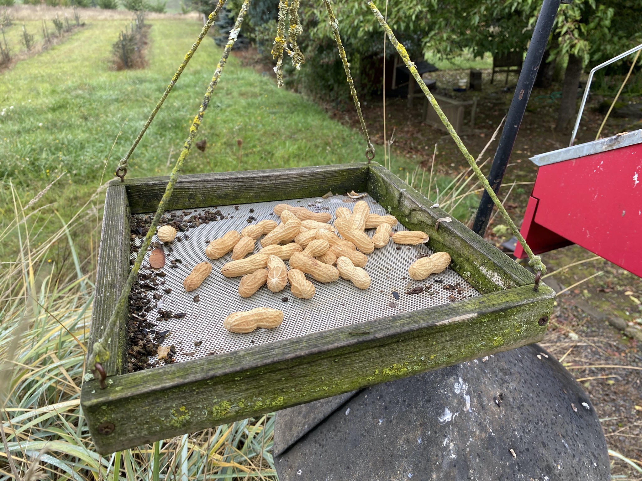 Peanuts in tray