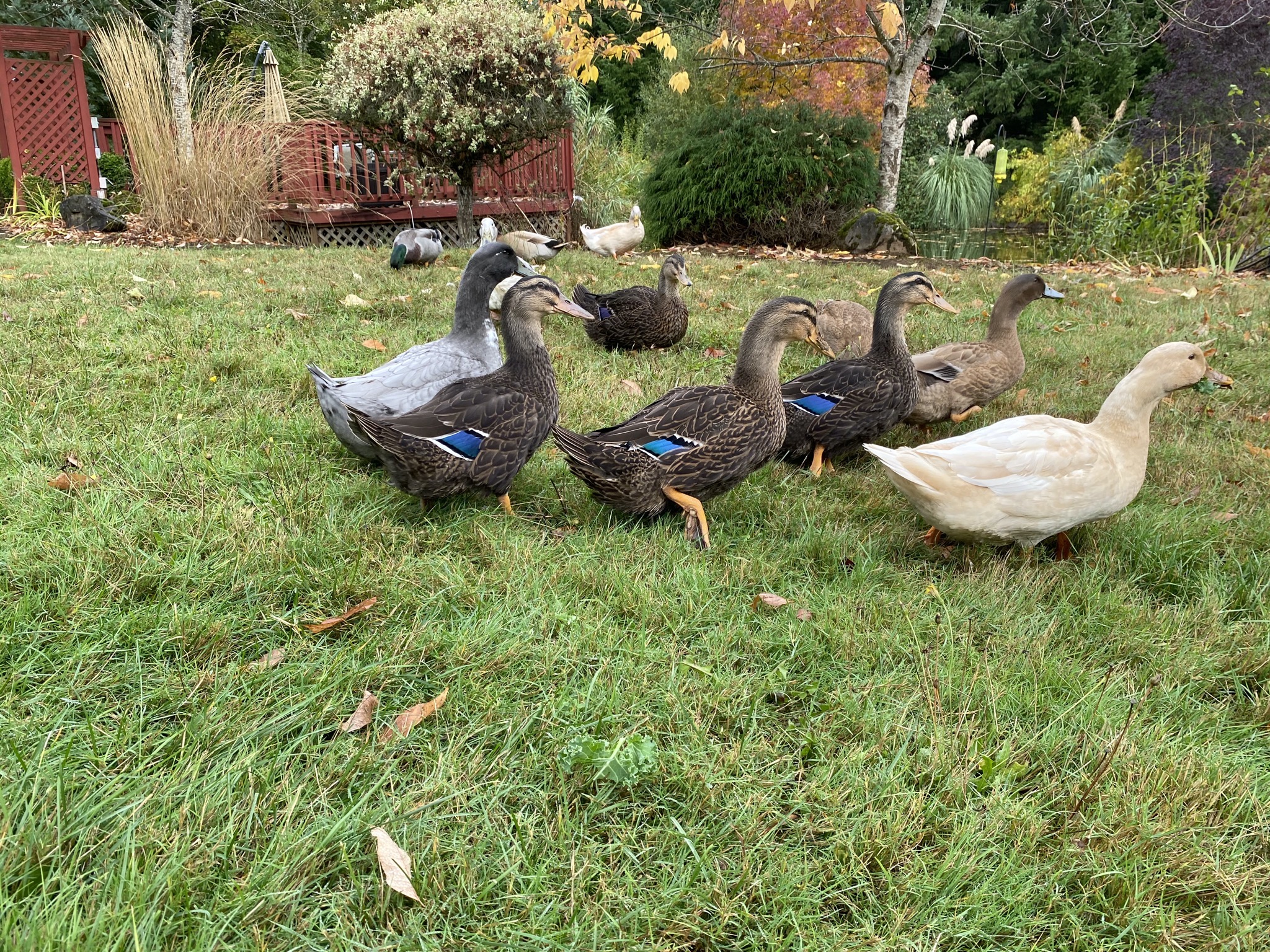 Ducks on back lawn