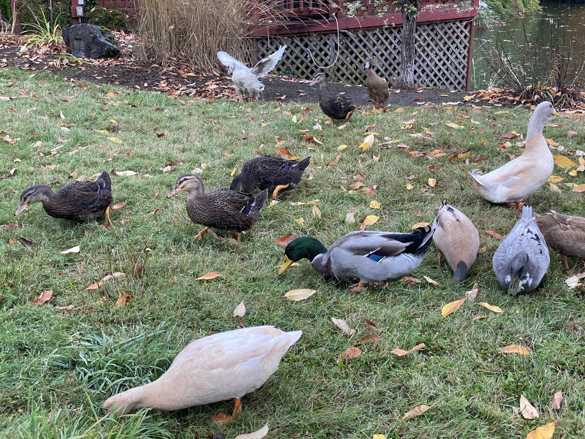 Ducks