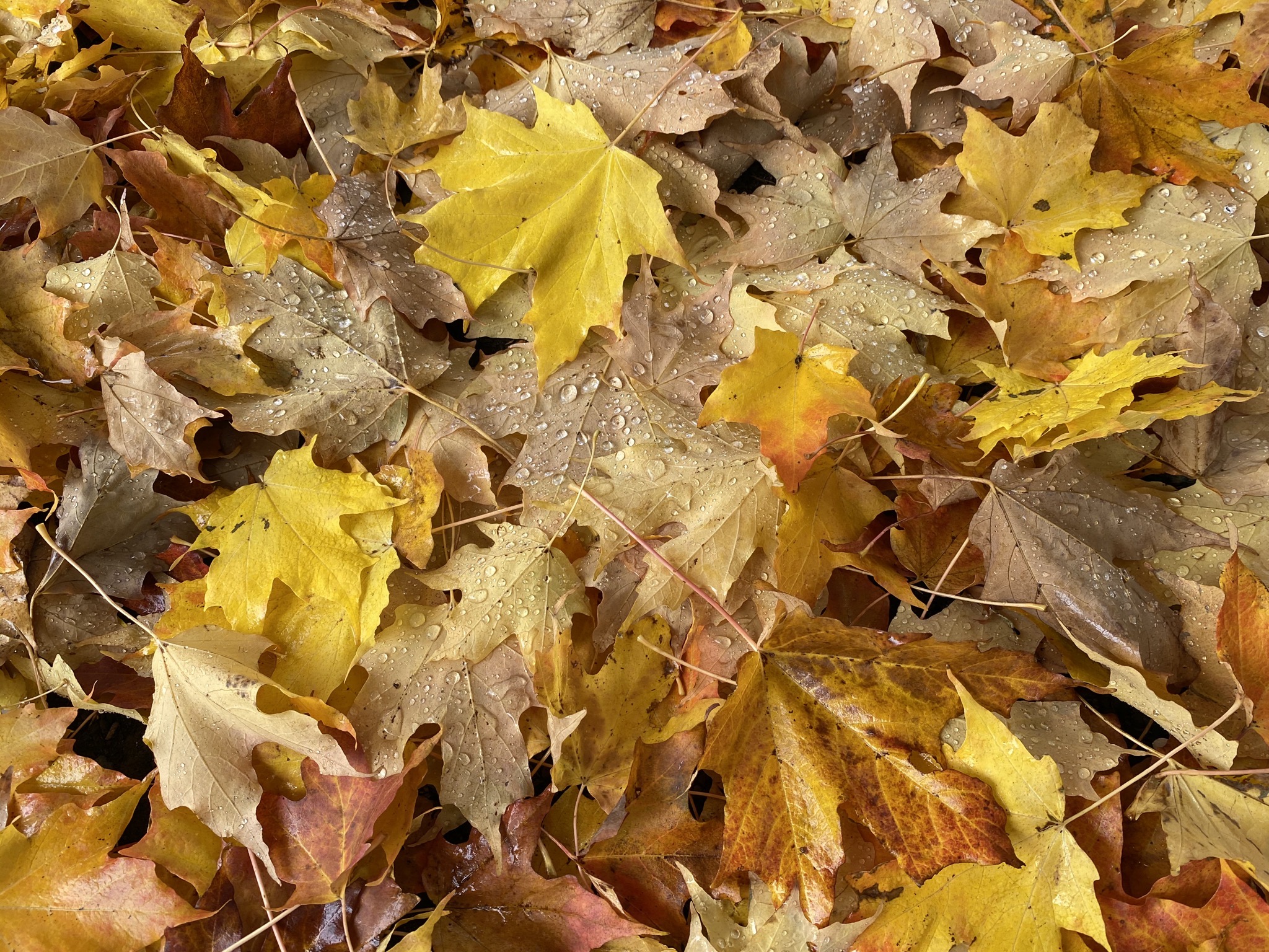Leaves