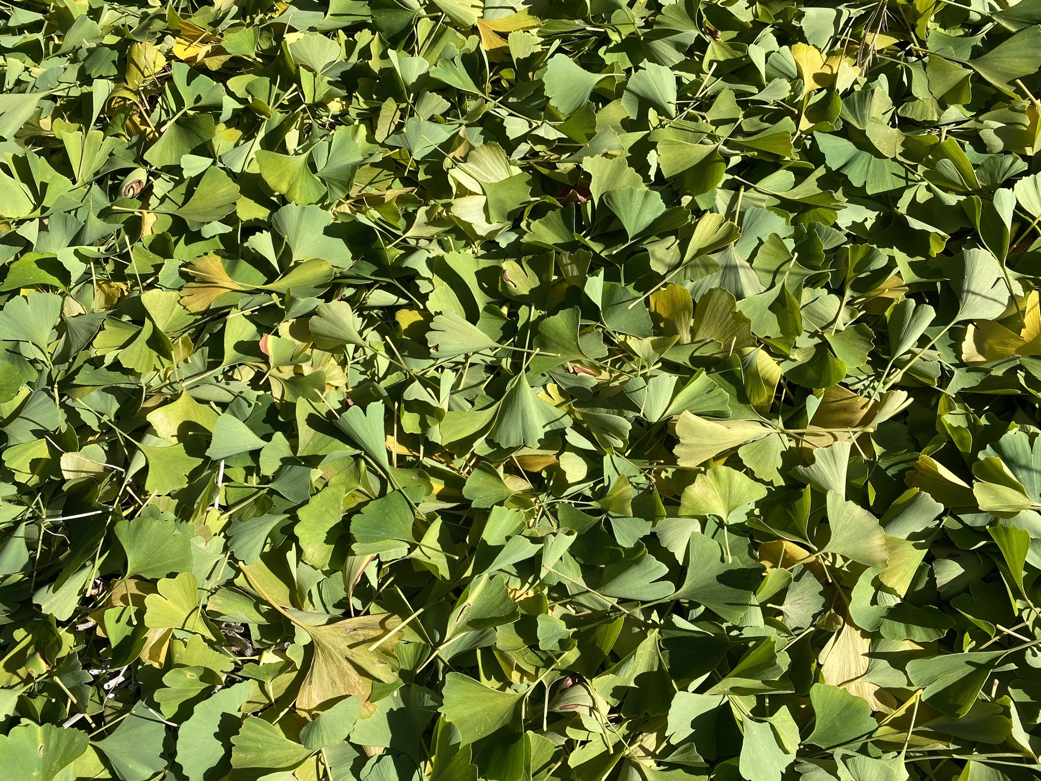 Gingko leaves