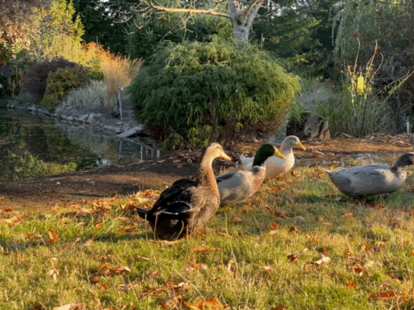 GIF of ducks