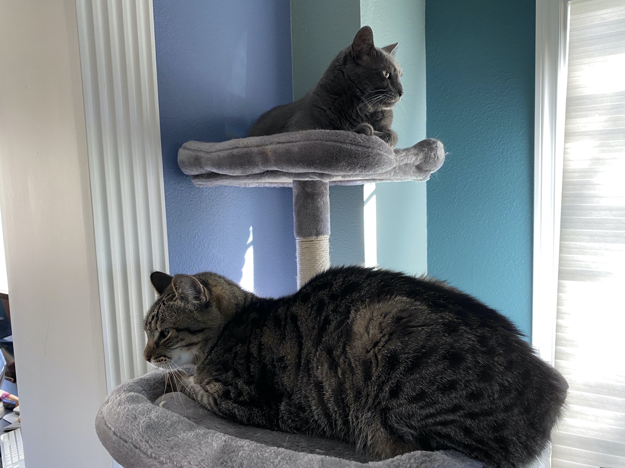 Paladin and Pippin