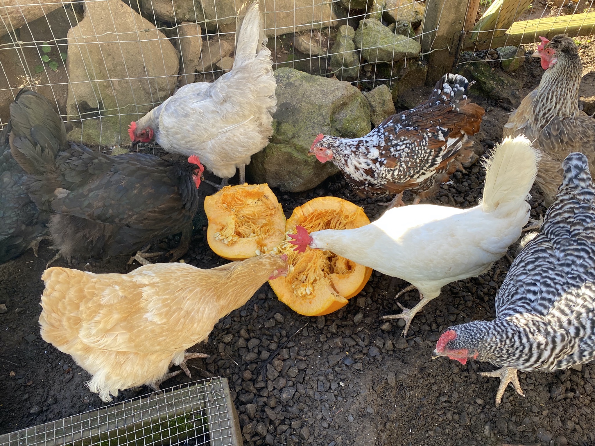 Chickens with pumpkin