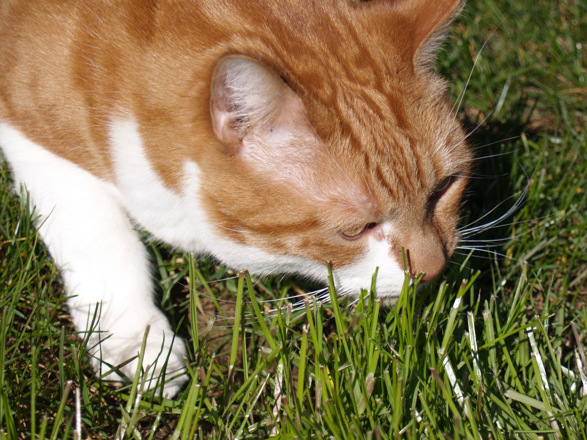 Pixel sniffing grass