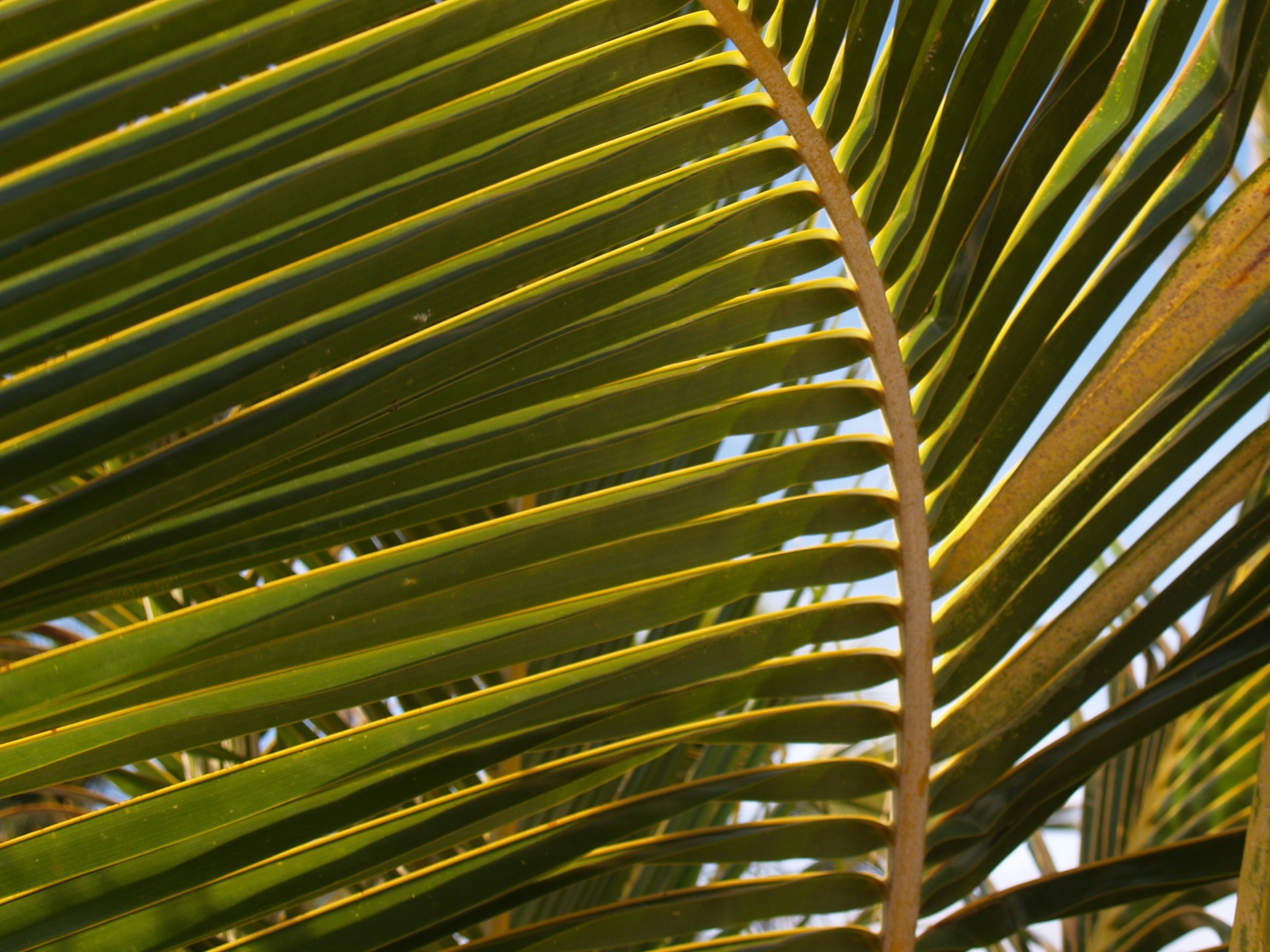 Palm frond