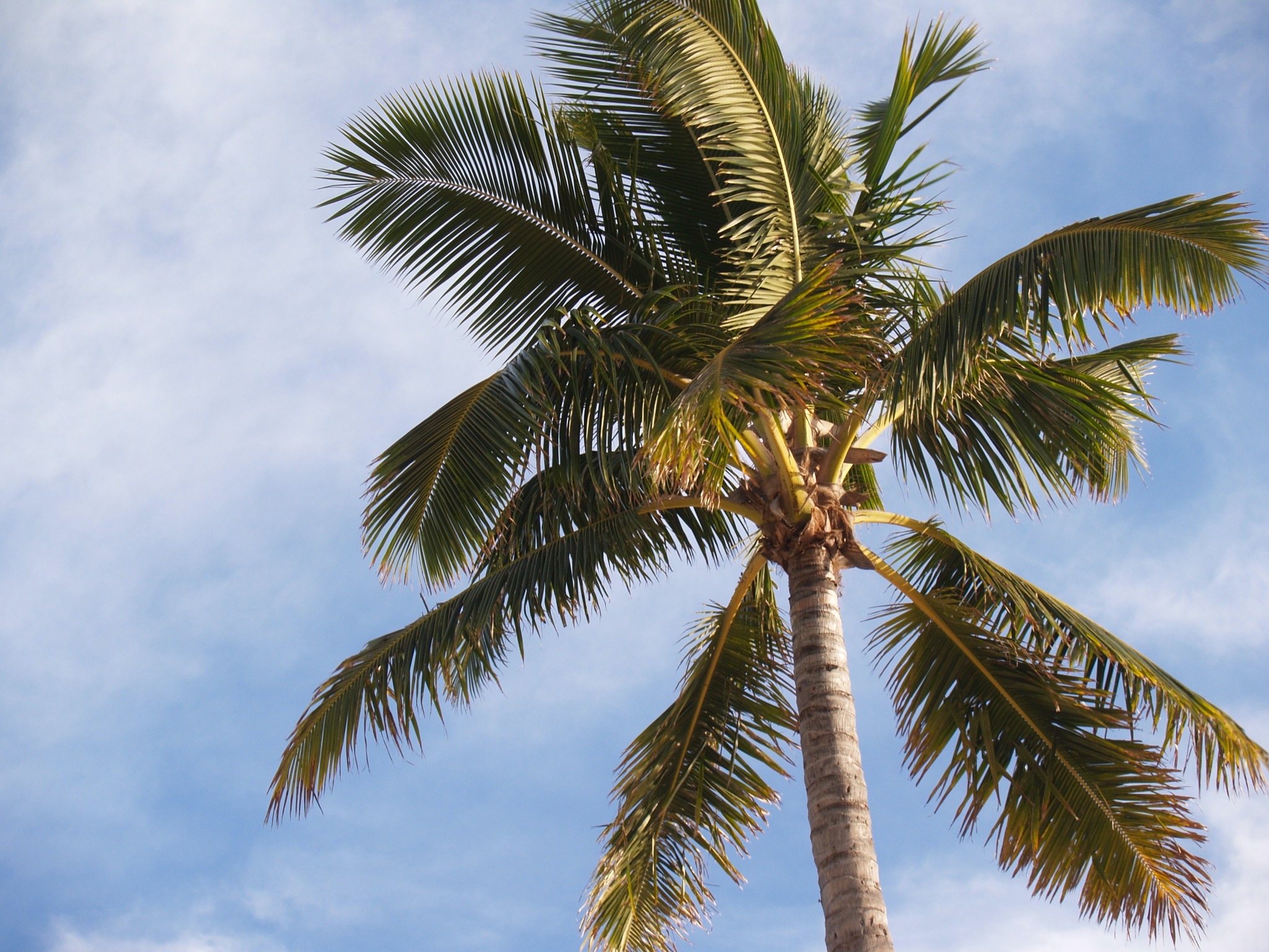 Palm tree