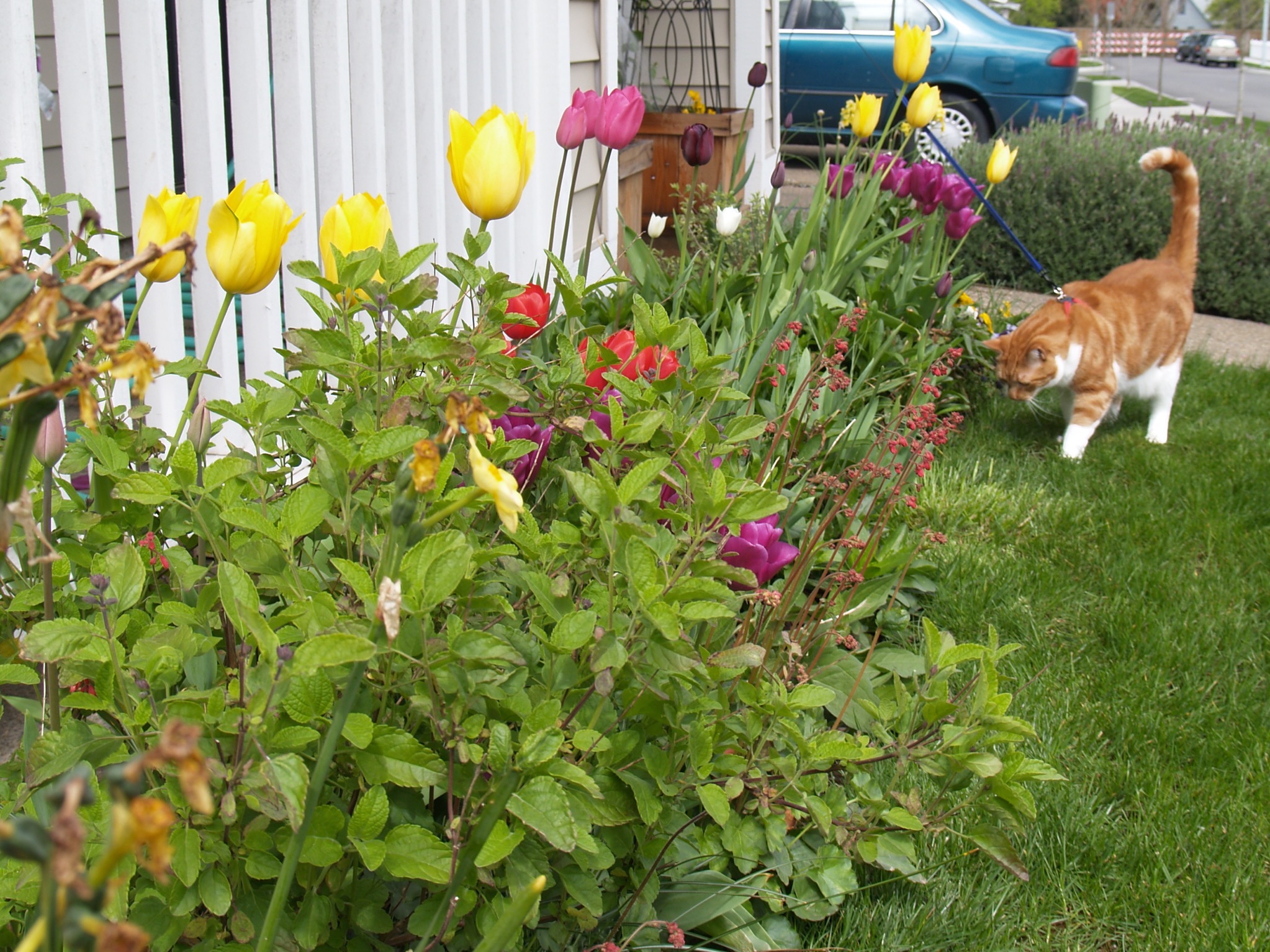 Pixel and tulips
