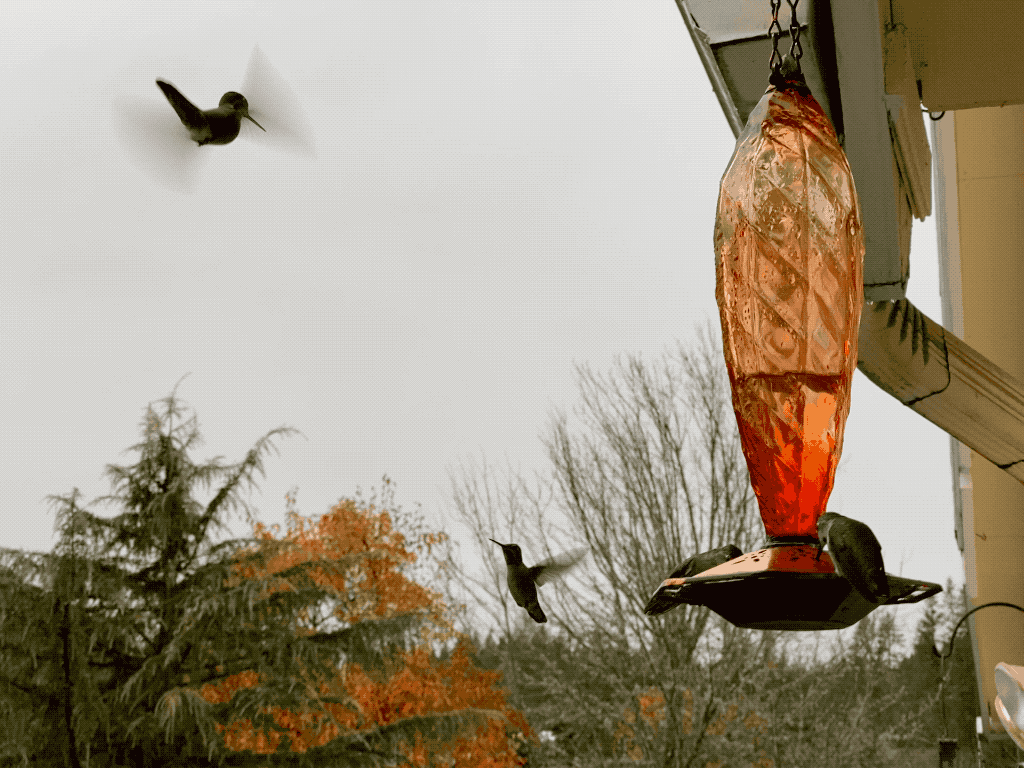 GIF of hummingbirds