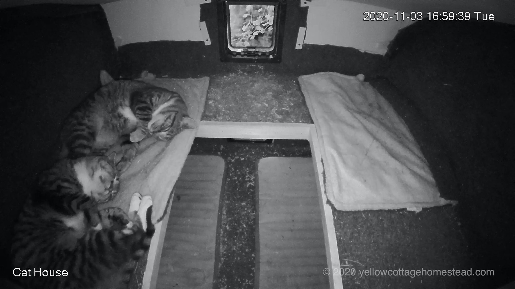 Cats