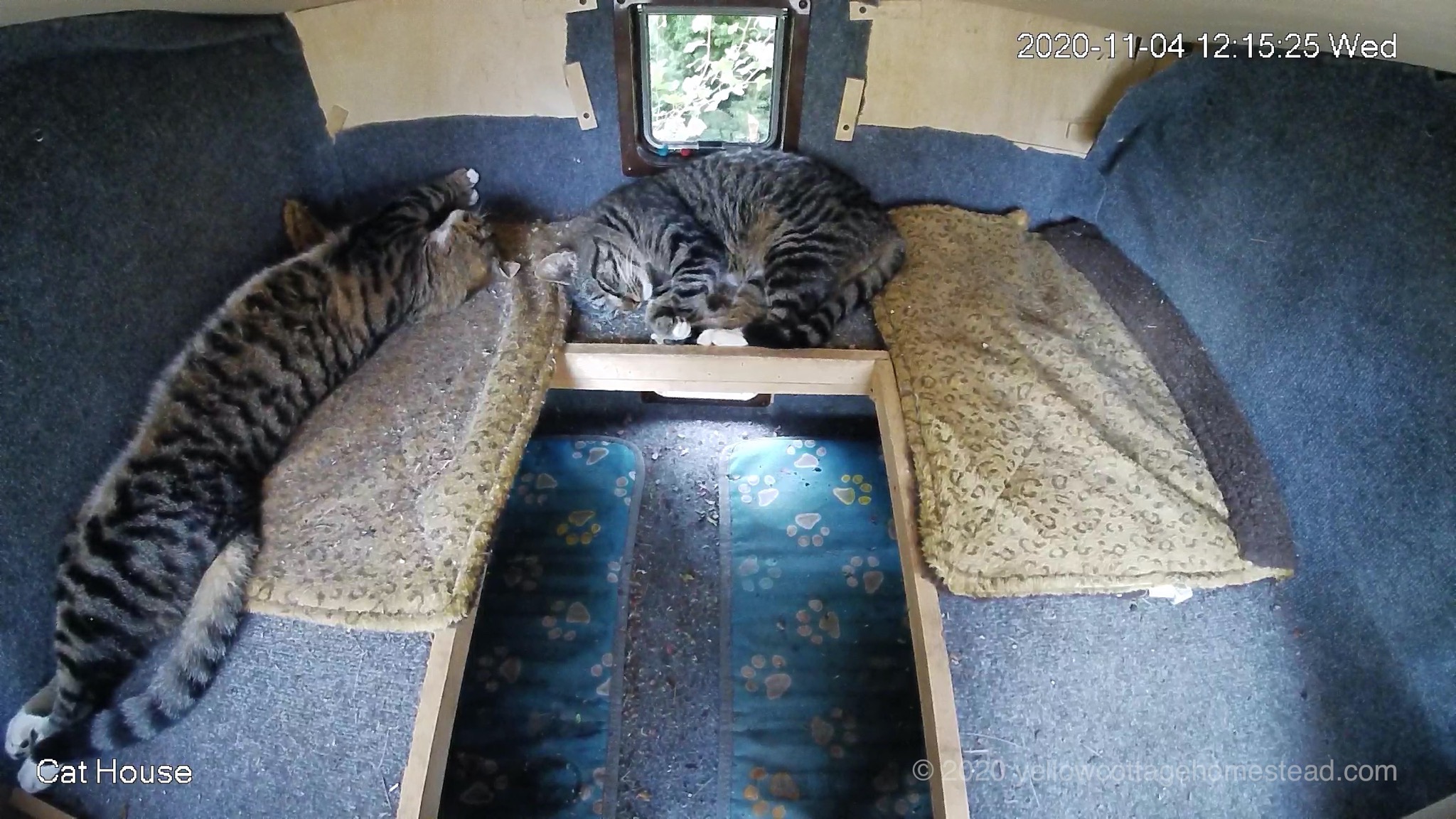 Cats