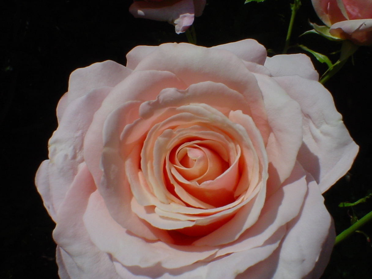Summer's Kiss rose
