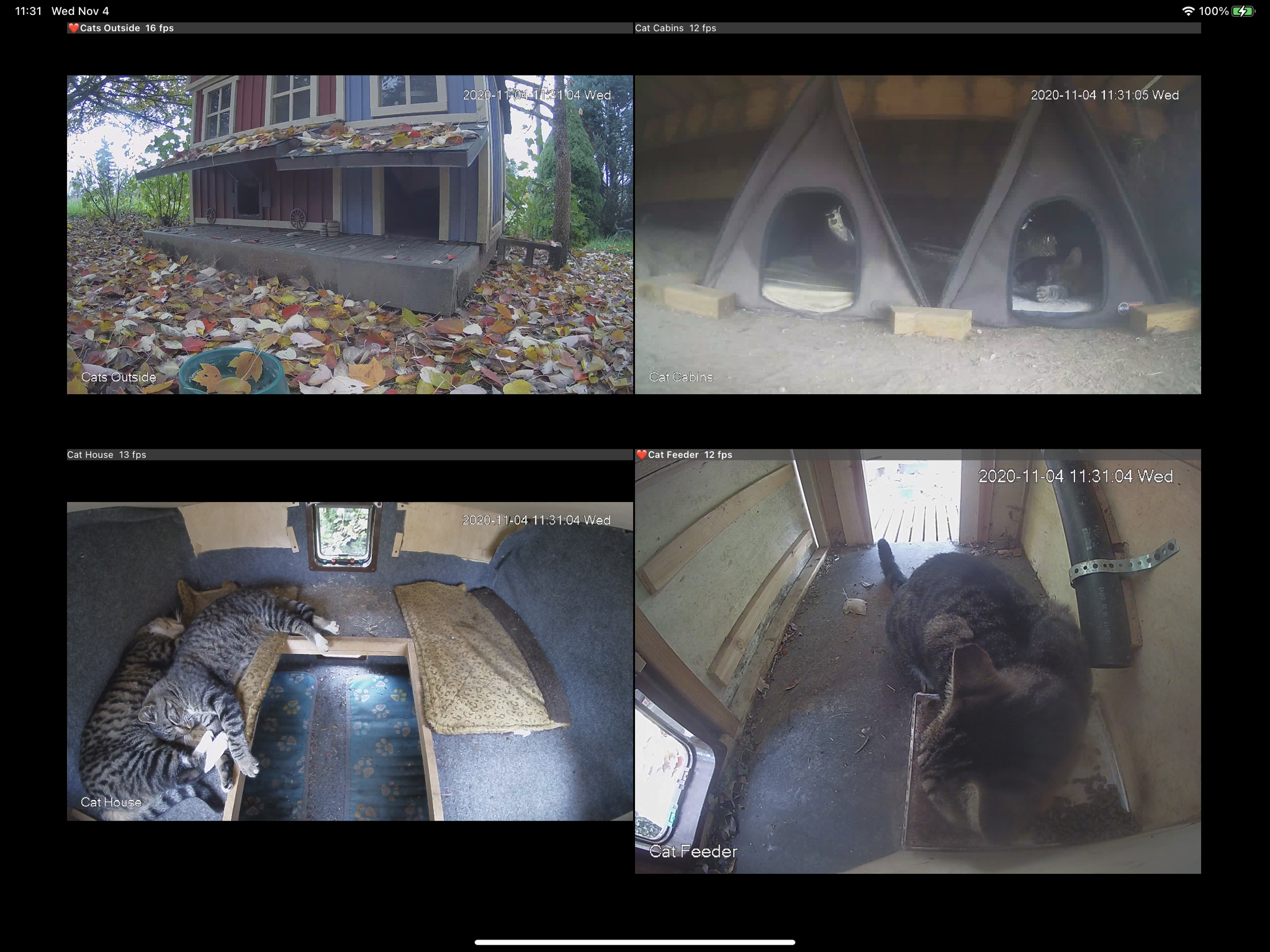 Cat cams screenshot
