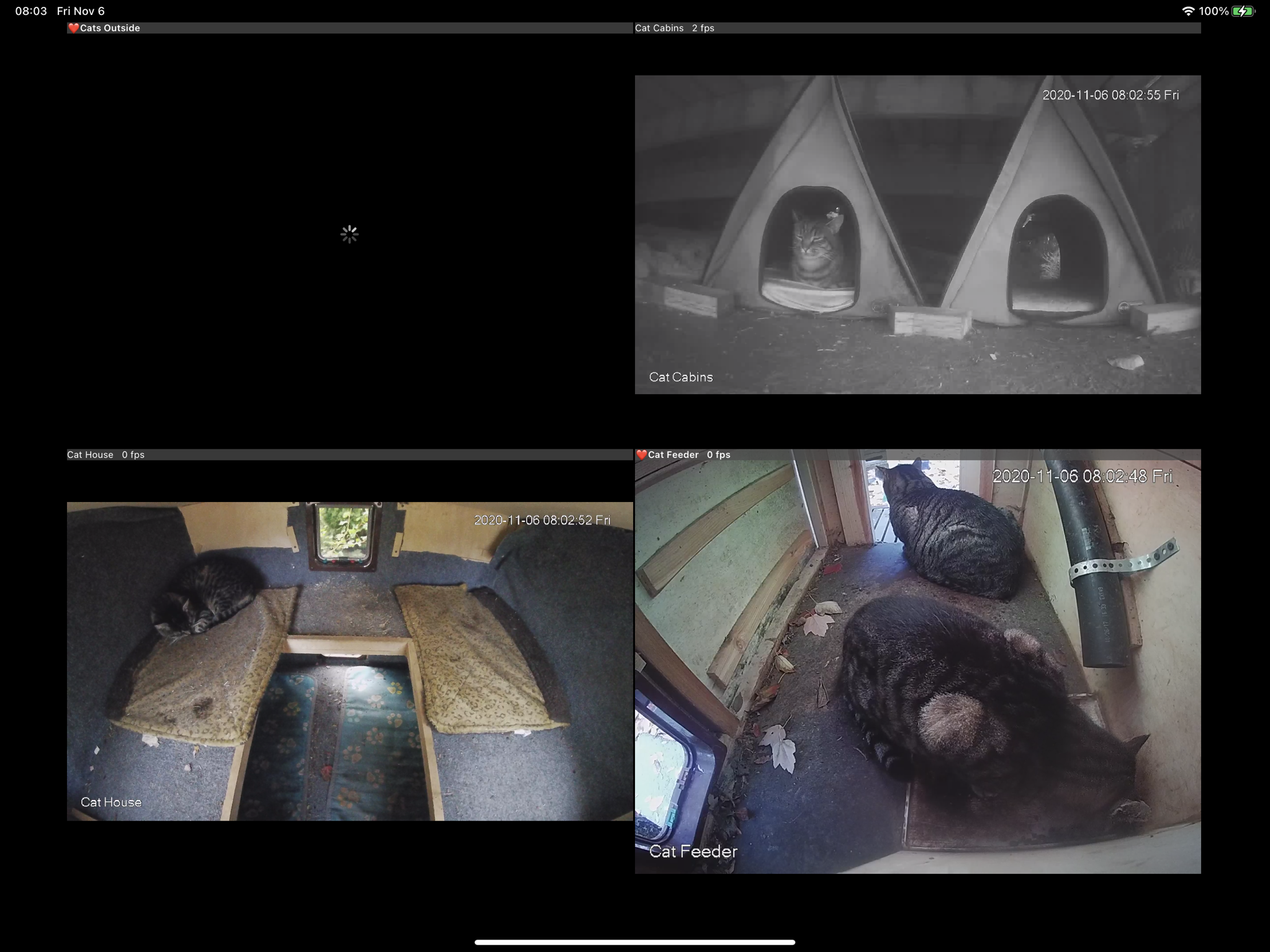 Cat cams screenshot