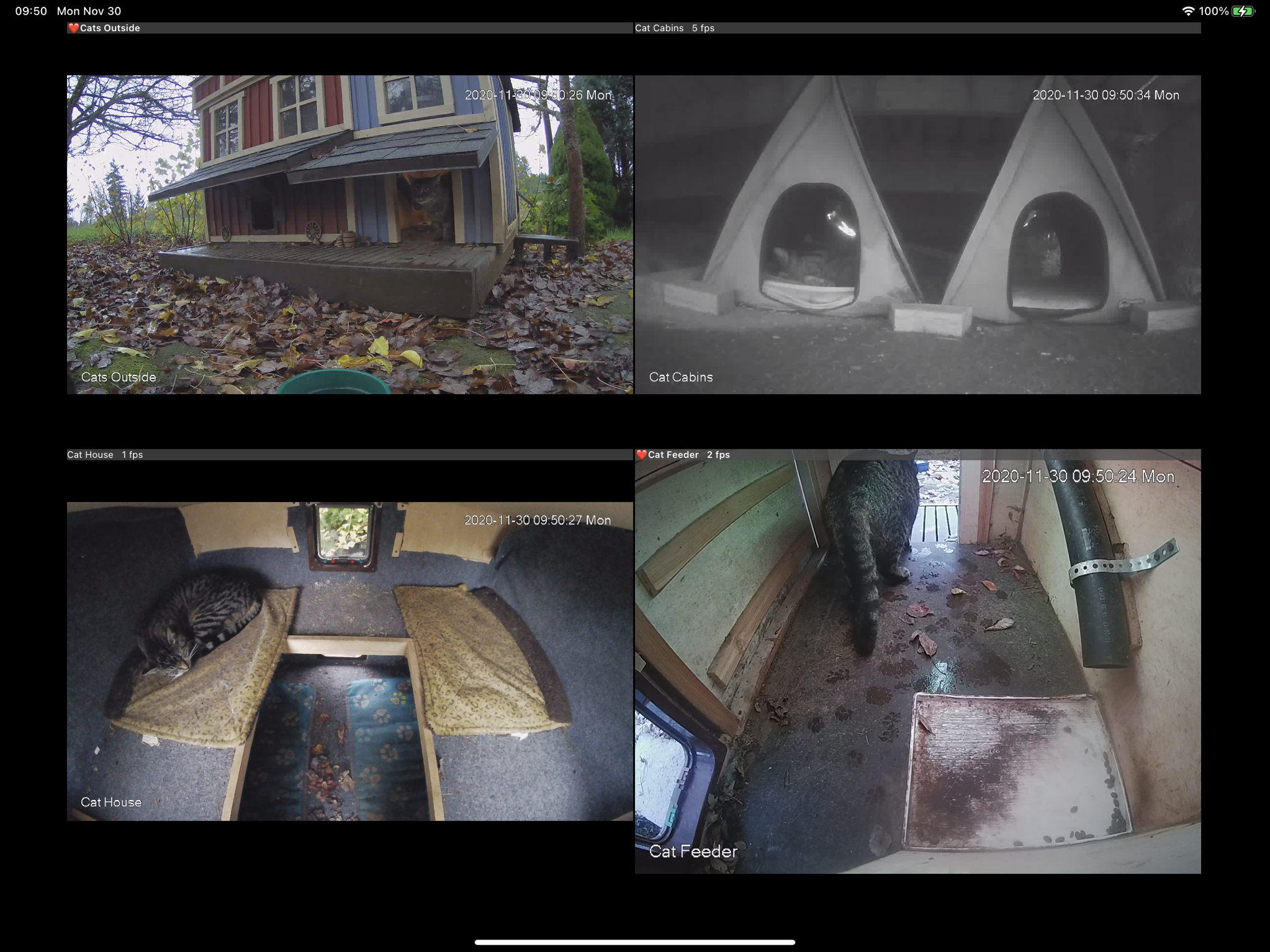 Cat cams