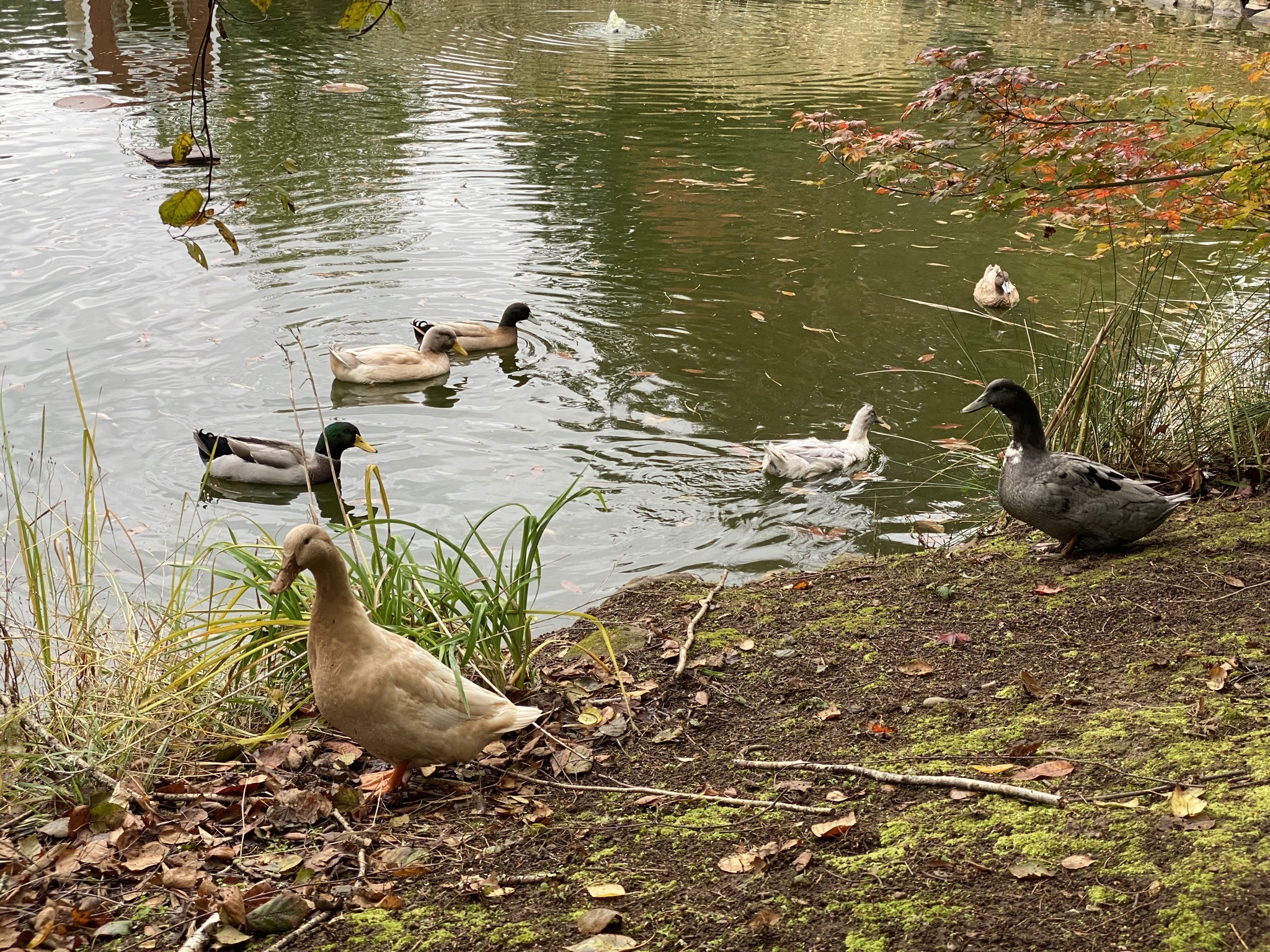 Ducks
