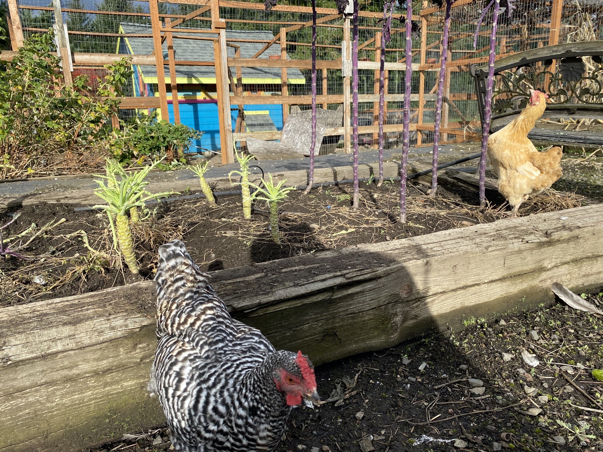 Chickens