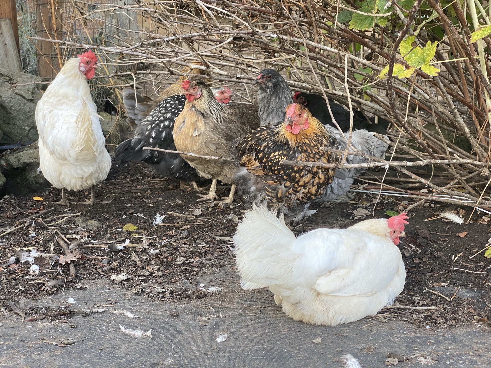 Chickens